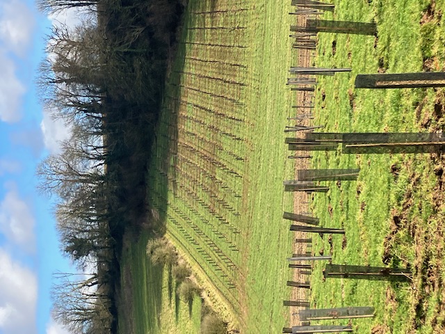 Boisement diversifié de 6 hectares à Bezinghem — 2