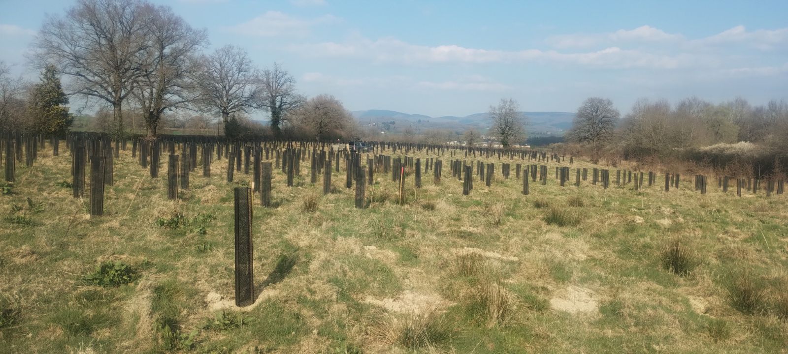 Boisement diversifié à Etang-sur-Arroux
