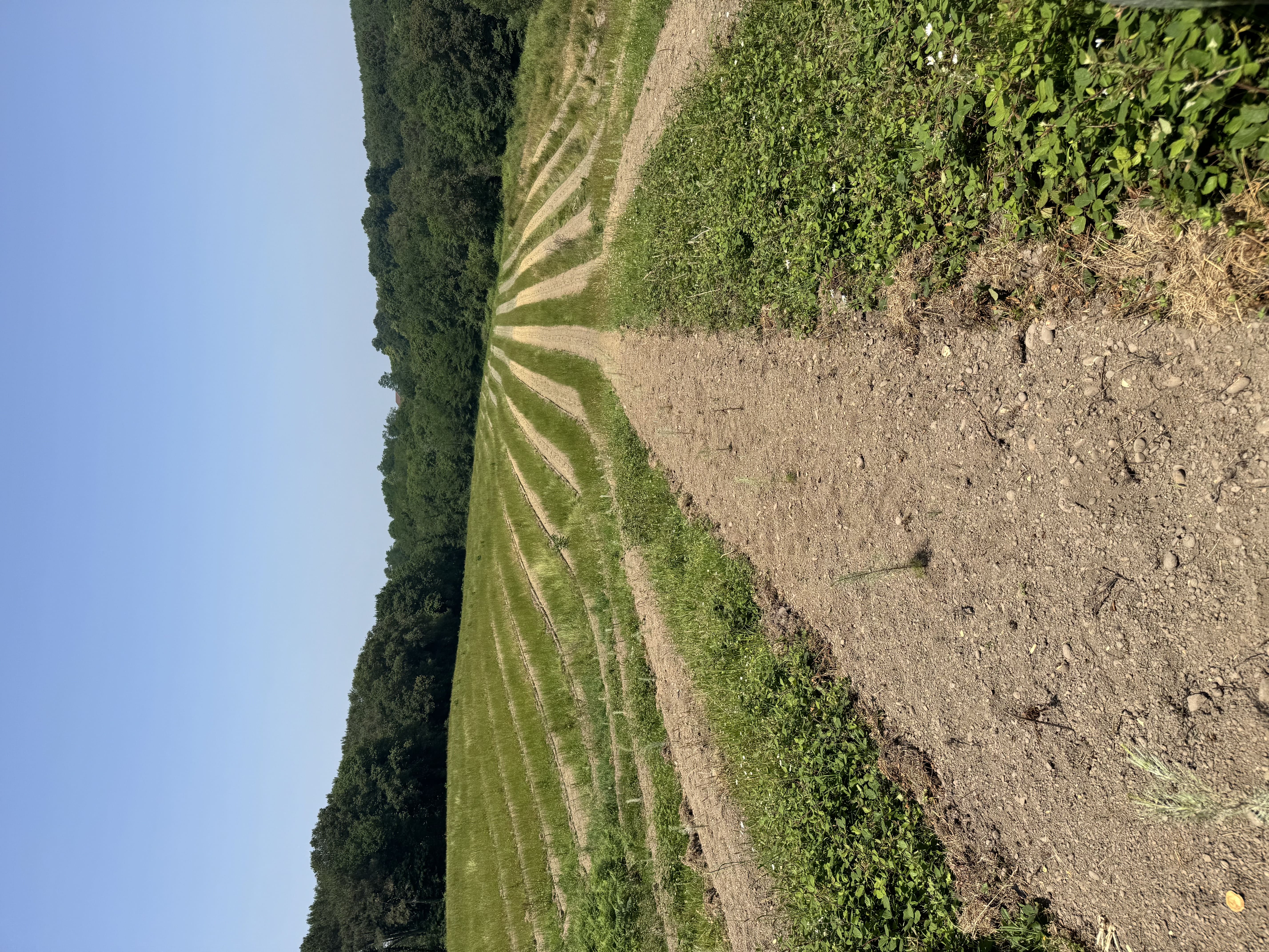 Nouveau boisement à Misson — 2