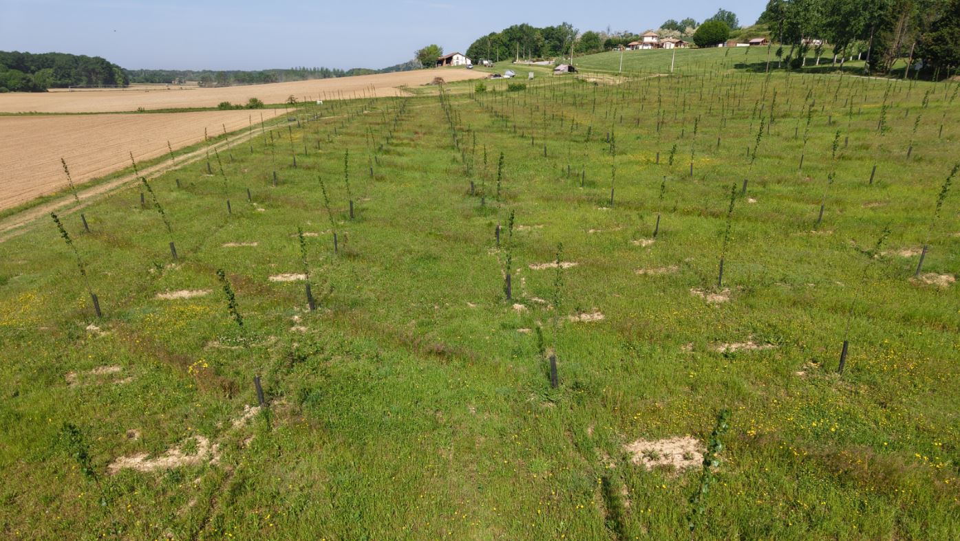 Nouveau boisement à Gaujacq