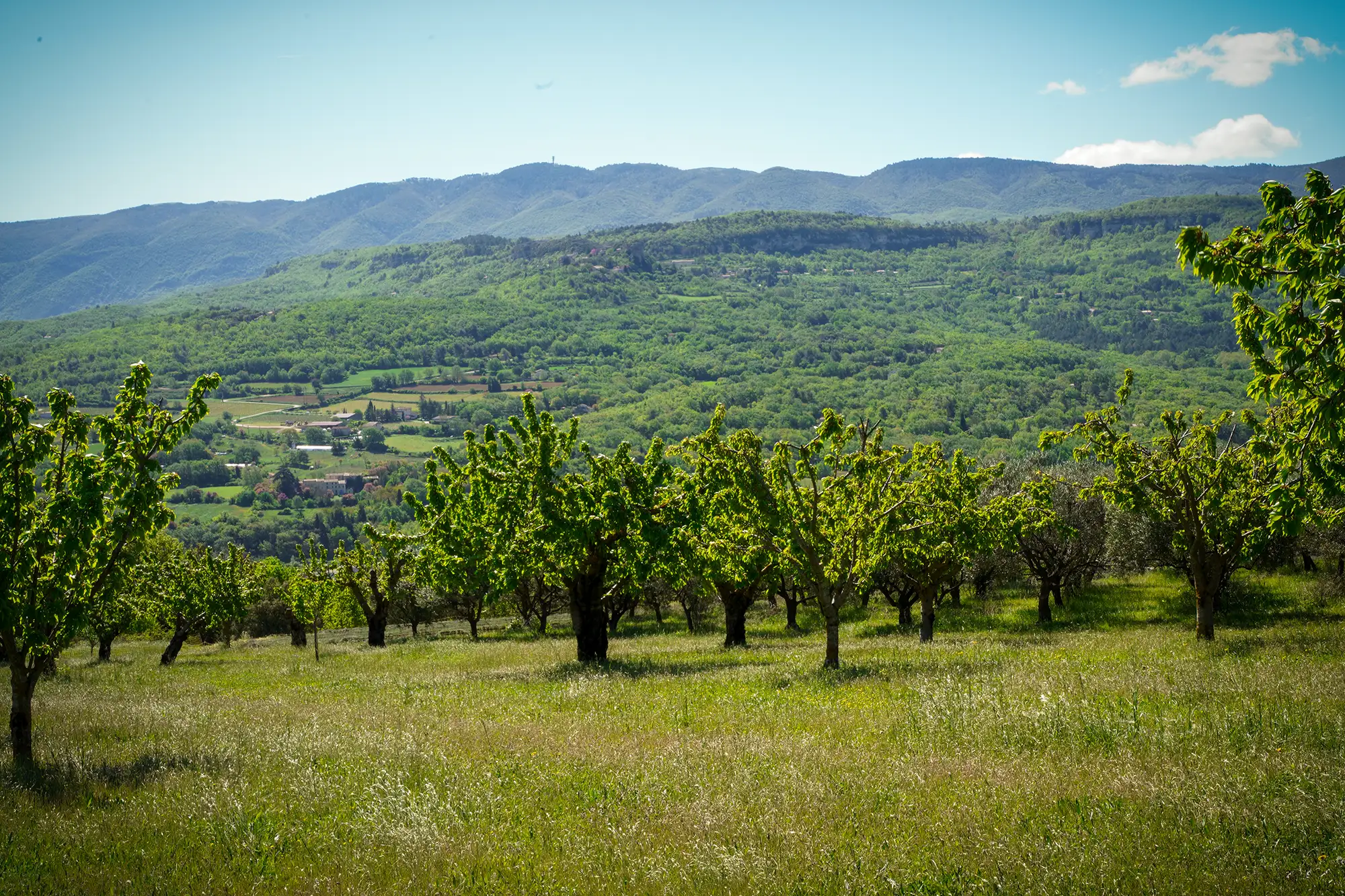 Nouvelle plantation de cerisiers à l'EARL les Tilleuls — 1