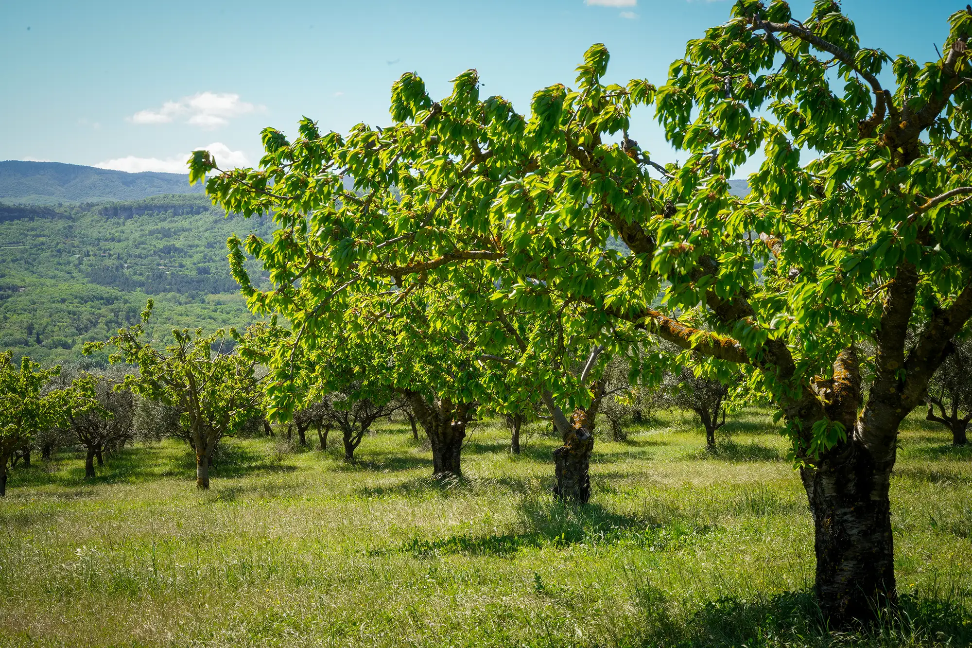 Nouvelle plantation de cerisiers à l'EARL les Tilleuls — 2