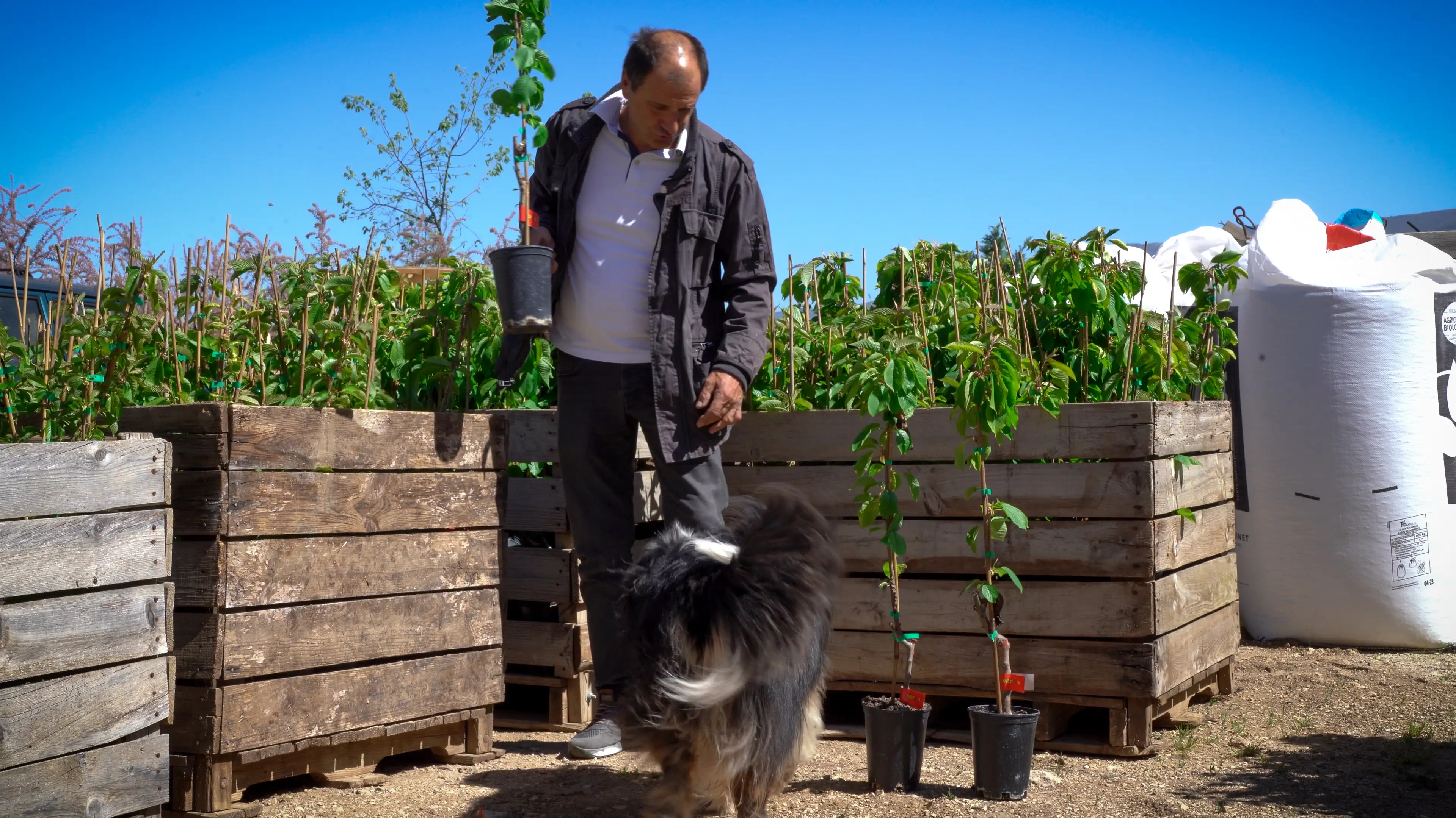 Nouvelle plantation de cerisiers à l'EARL les Tilleuls
