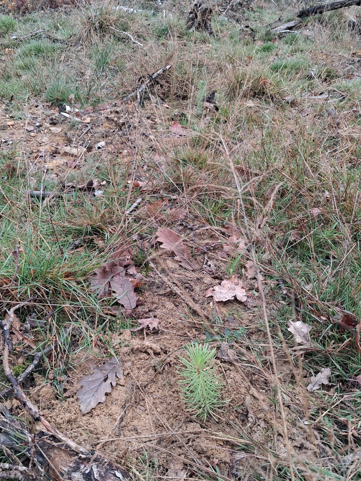Reforestation with pine and oaks in Saint-Aubin-d'Aubigné — 1