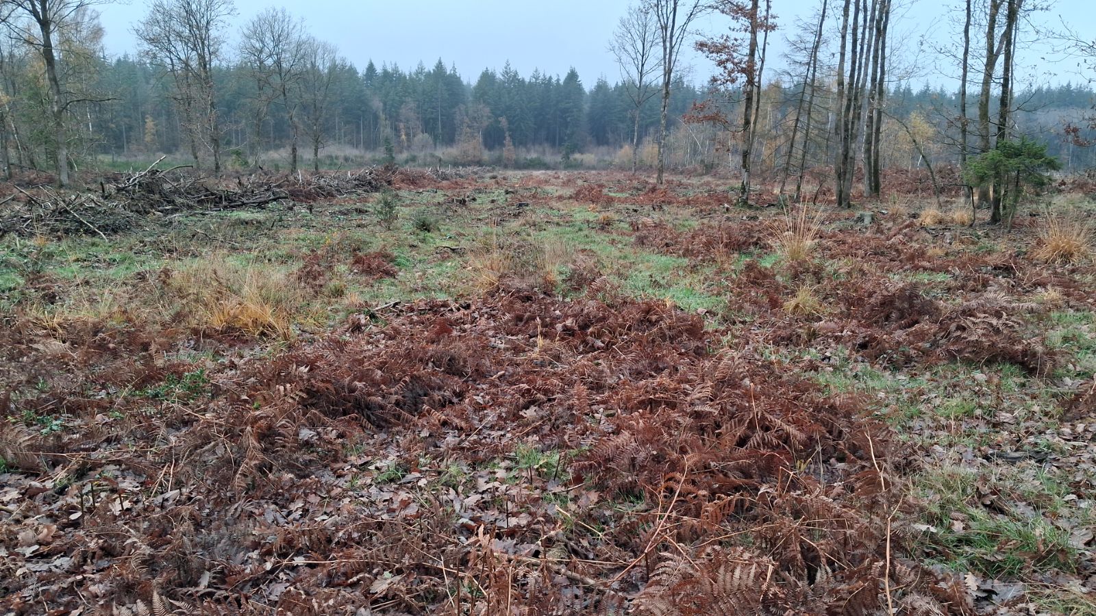 Reforestation with pine and oaks in Saint-Aubin-d'Aubigné — 2