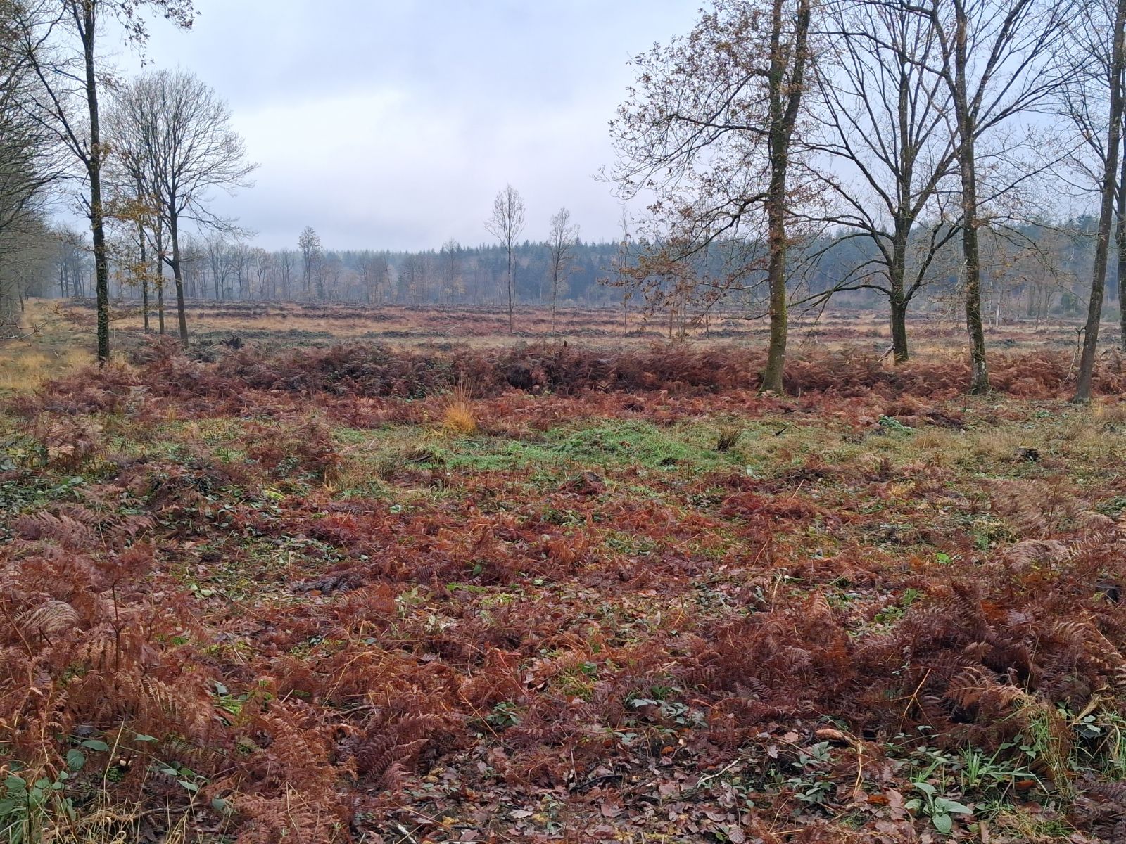 Reforestation with pine and oaks in Saint-Aubin-d'Aubigné