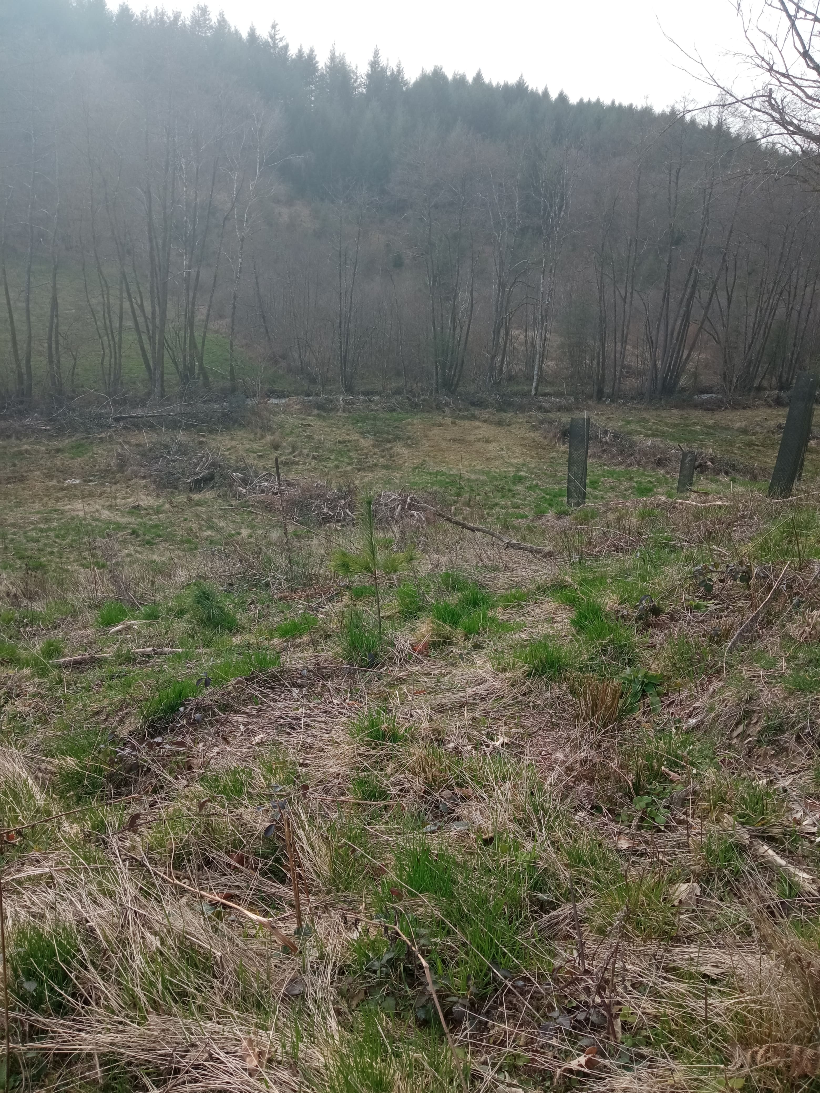 Reboisement d'une forêt dépérissante à Lavault-de-Frétoy