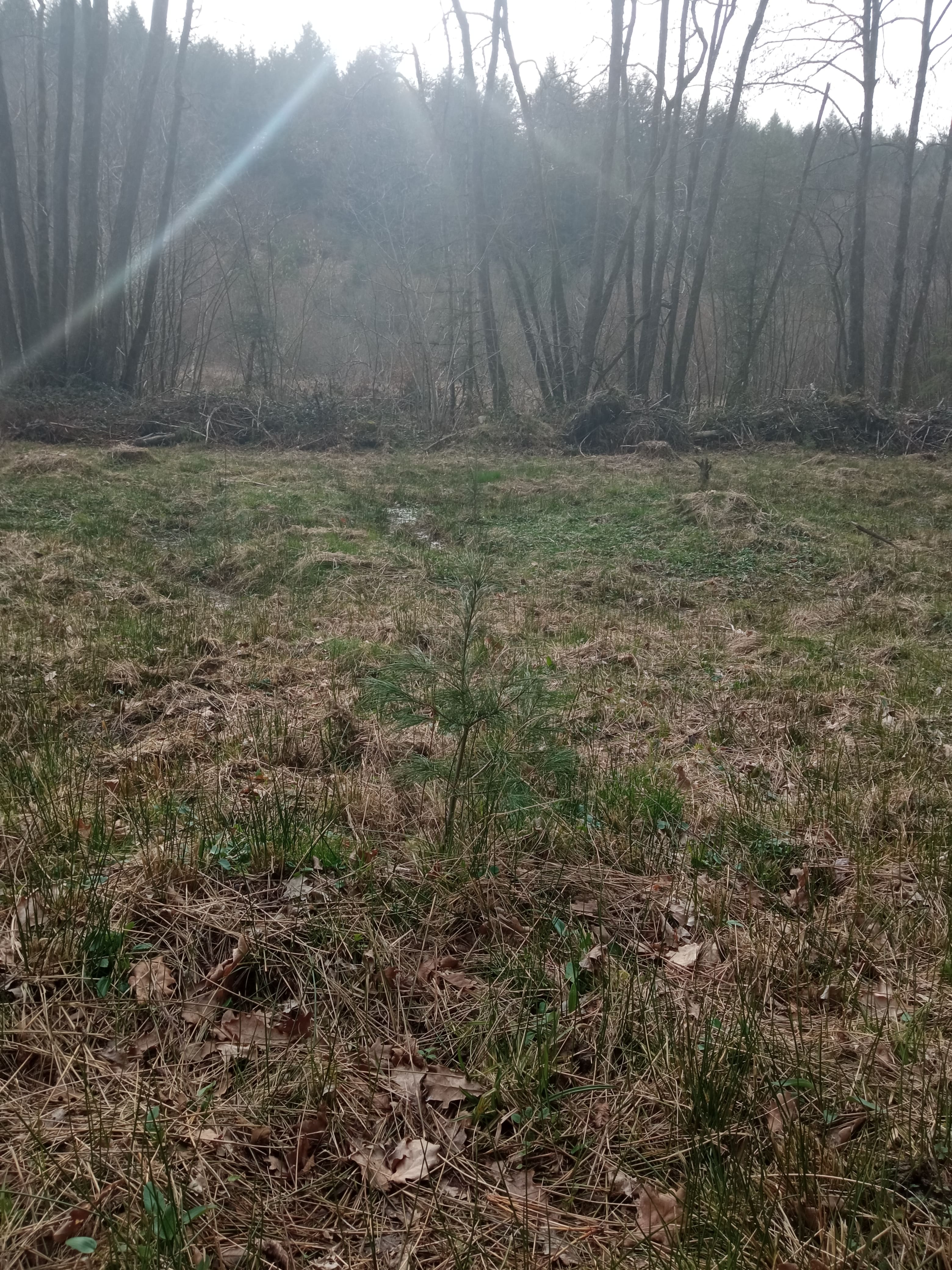 Reboisement d'une forêt dépérissante à Lavault-de-Frétoy — 1