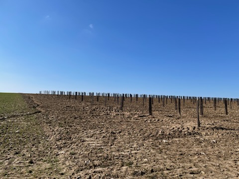 Nouveau boisement diversifié à Auzouville-sur-Ry — 2