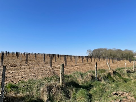 Nouveau boisement diversifié à Auzouville-sur-Ry — 1