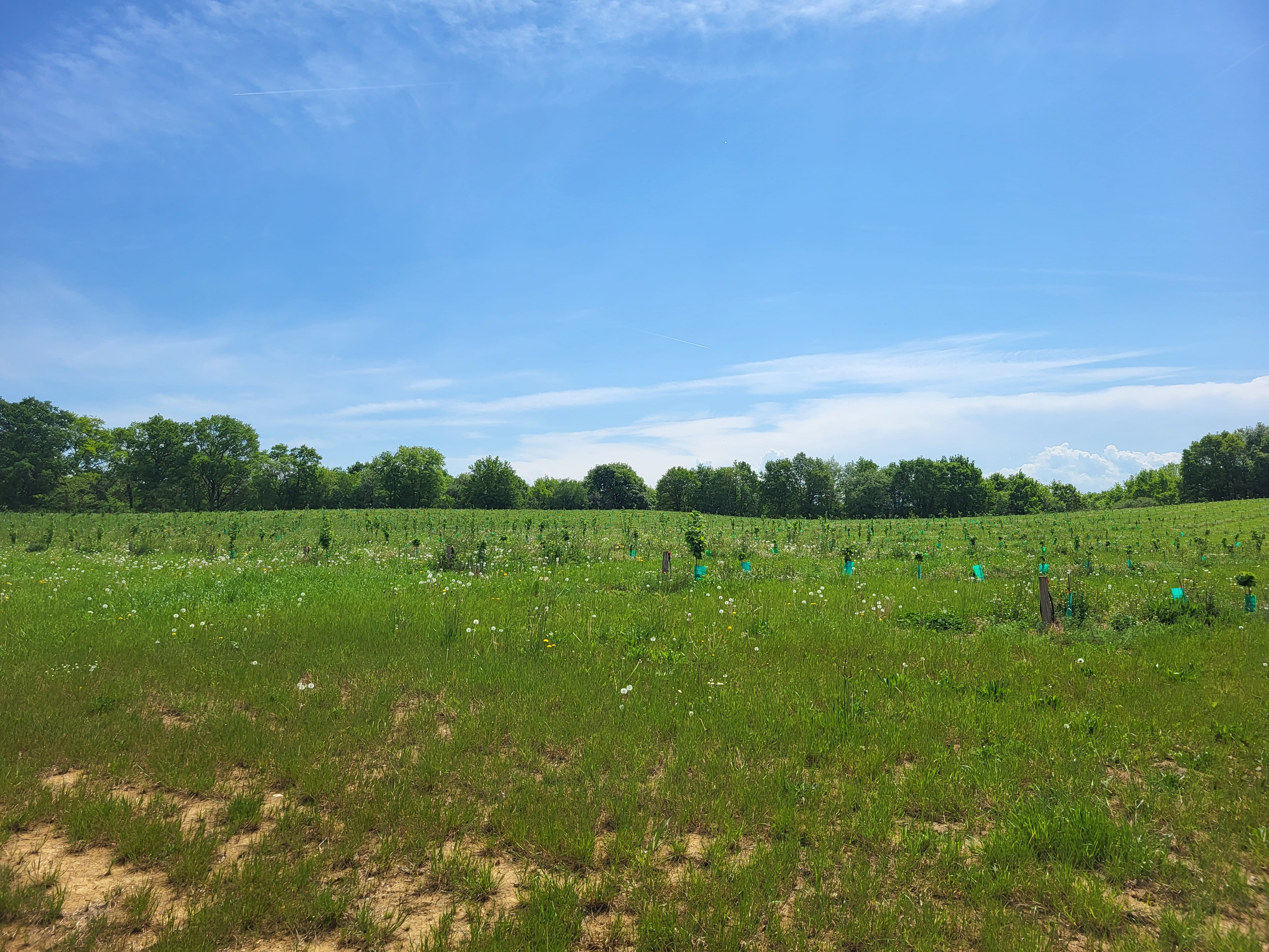New hazelnut orchard at SCEA Sainte-Marie — 2