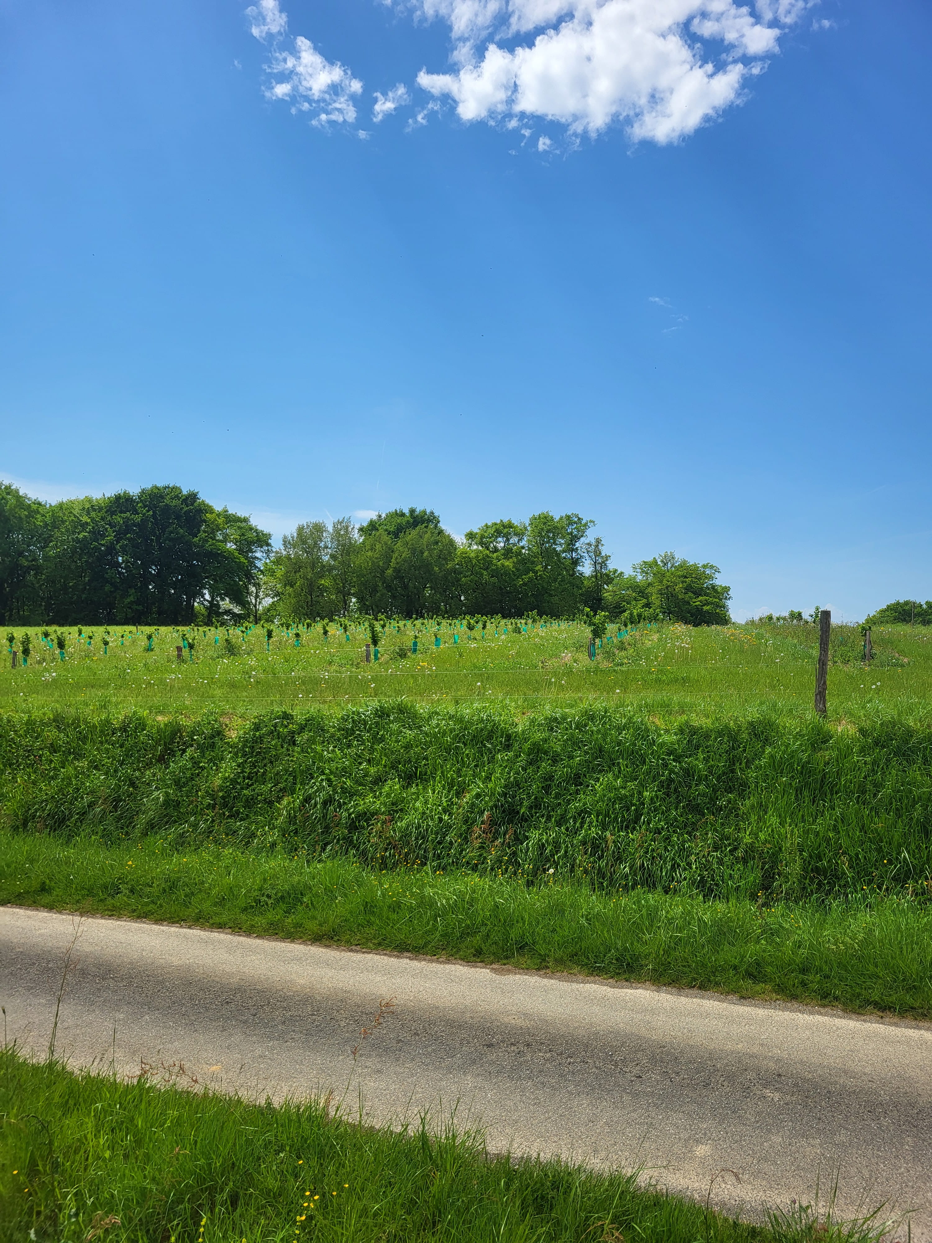 New hazelnut orchard at SCEA Sainte-Marie — 1