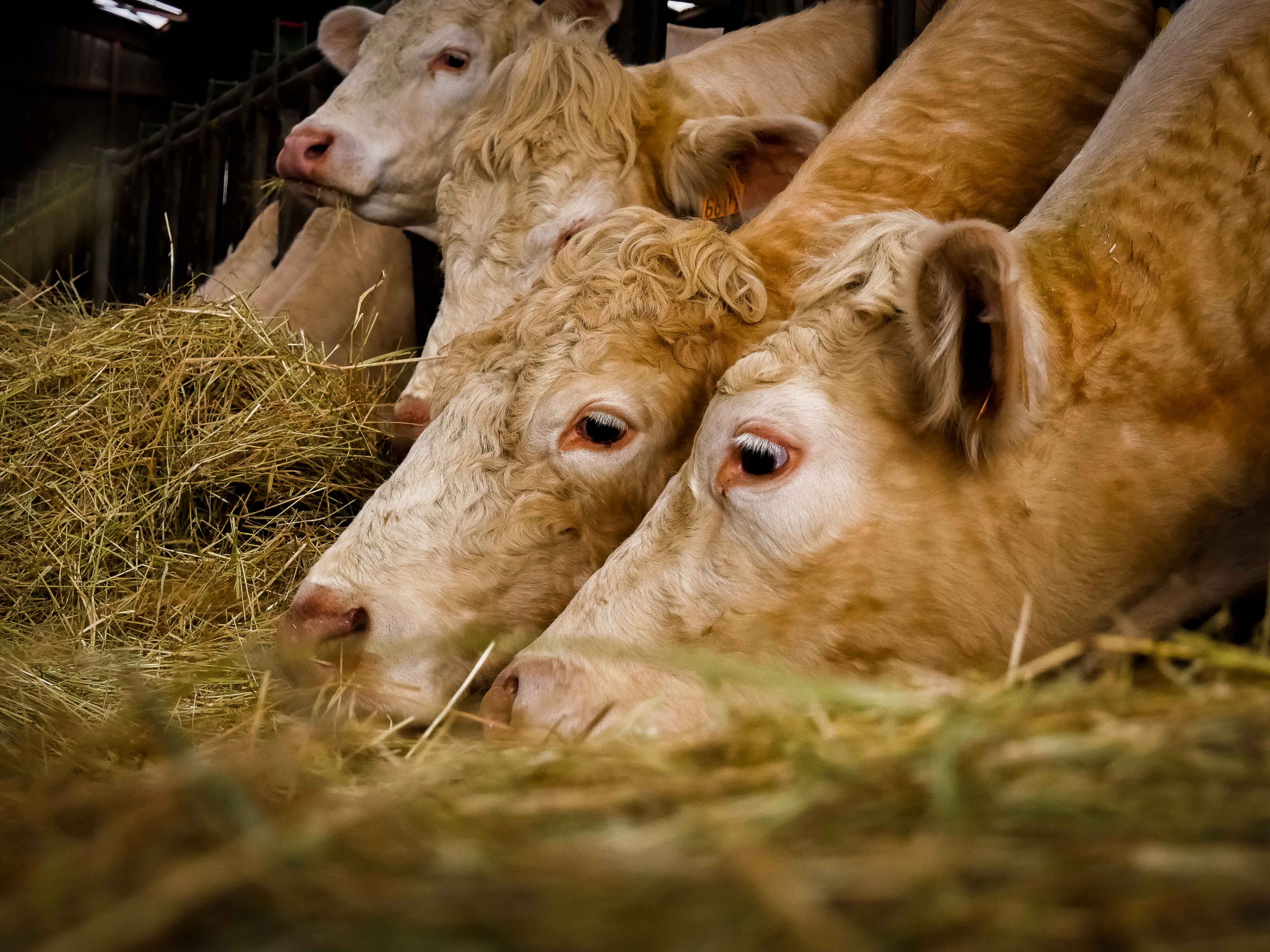 The Farm of Amelécourt — 2