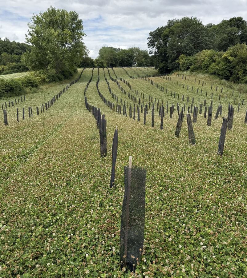 Extension d'une forêt dans la Somme — 2