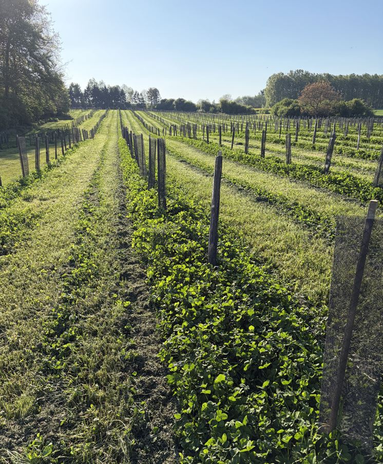 Extension d'une forêt dans la Somme — 1