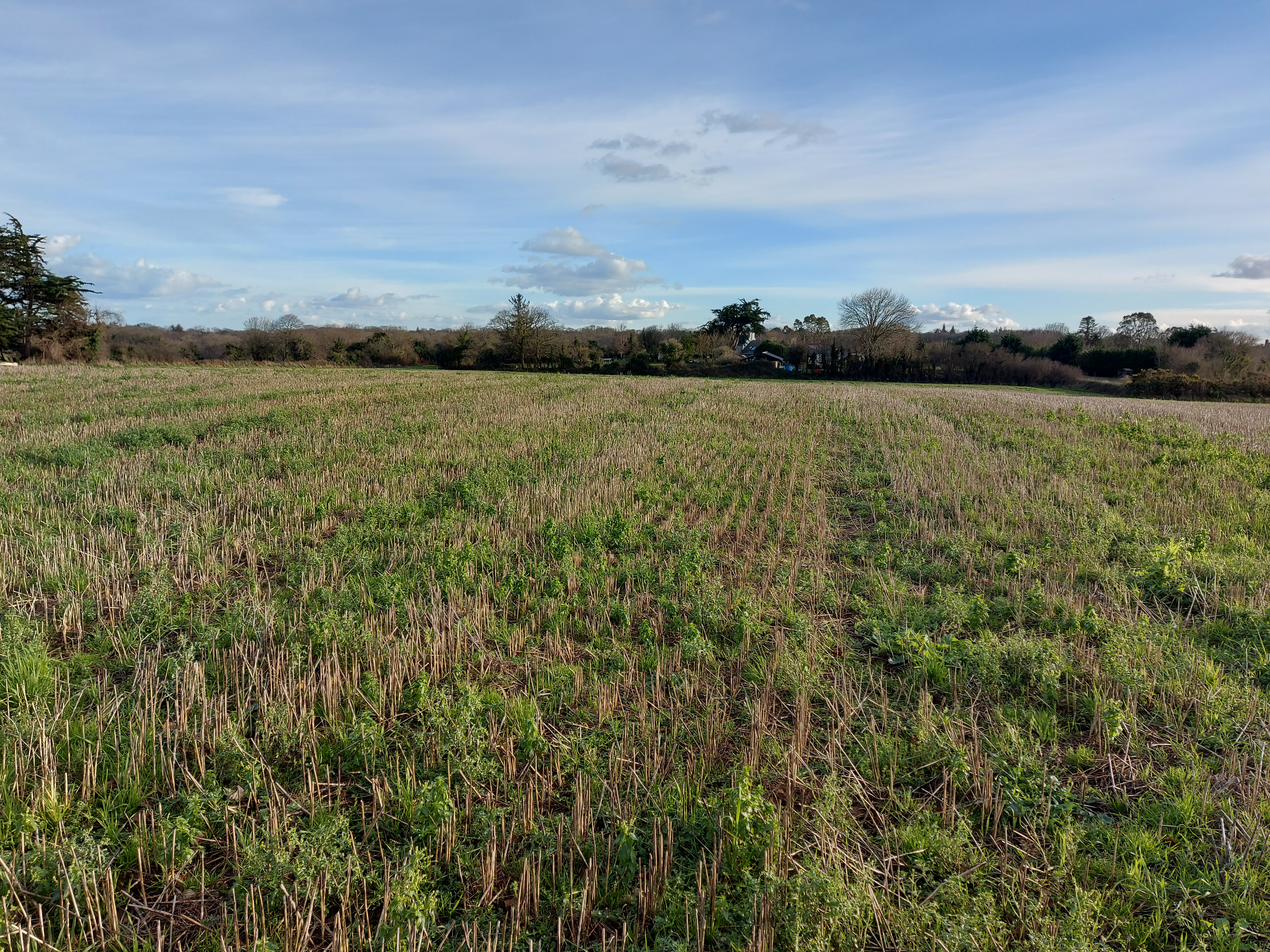 Plantation de 20,64 hectares de noisetiers à Plouha