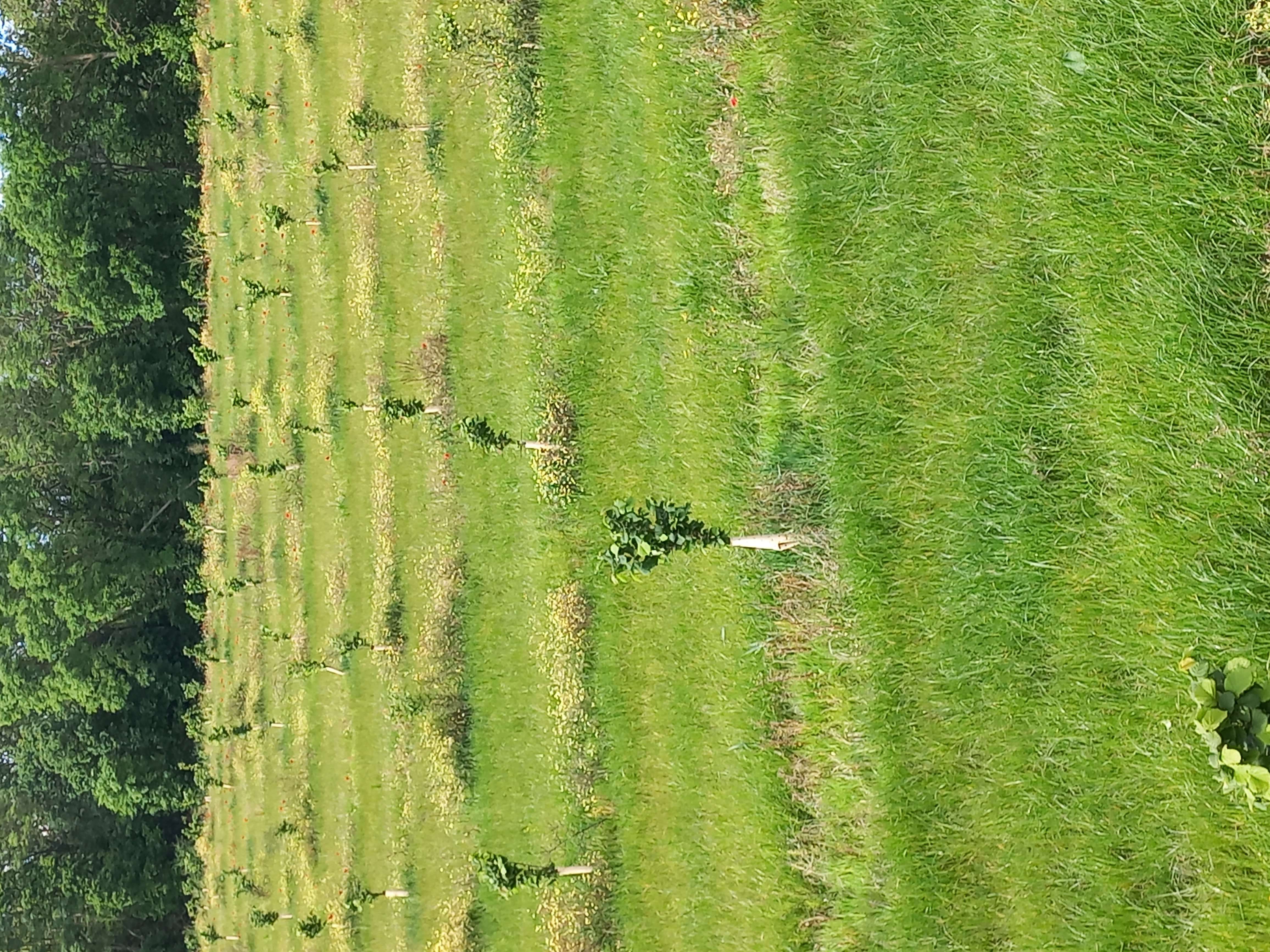 Plantation de 20,64 hectares de noisetiers à Plouha — 2