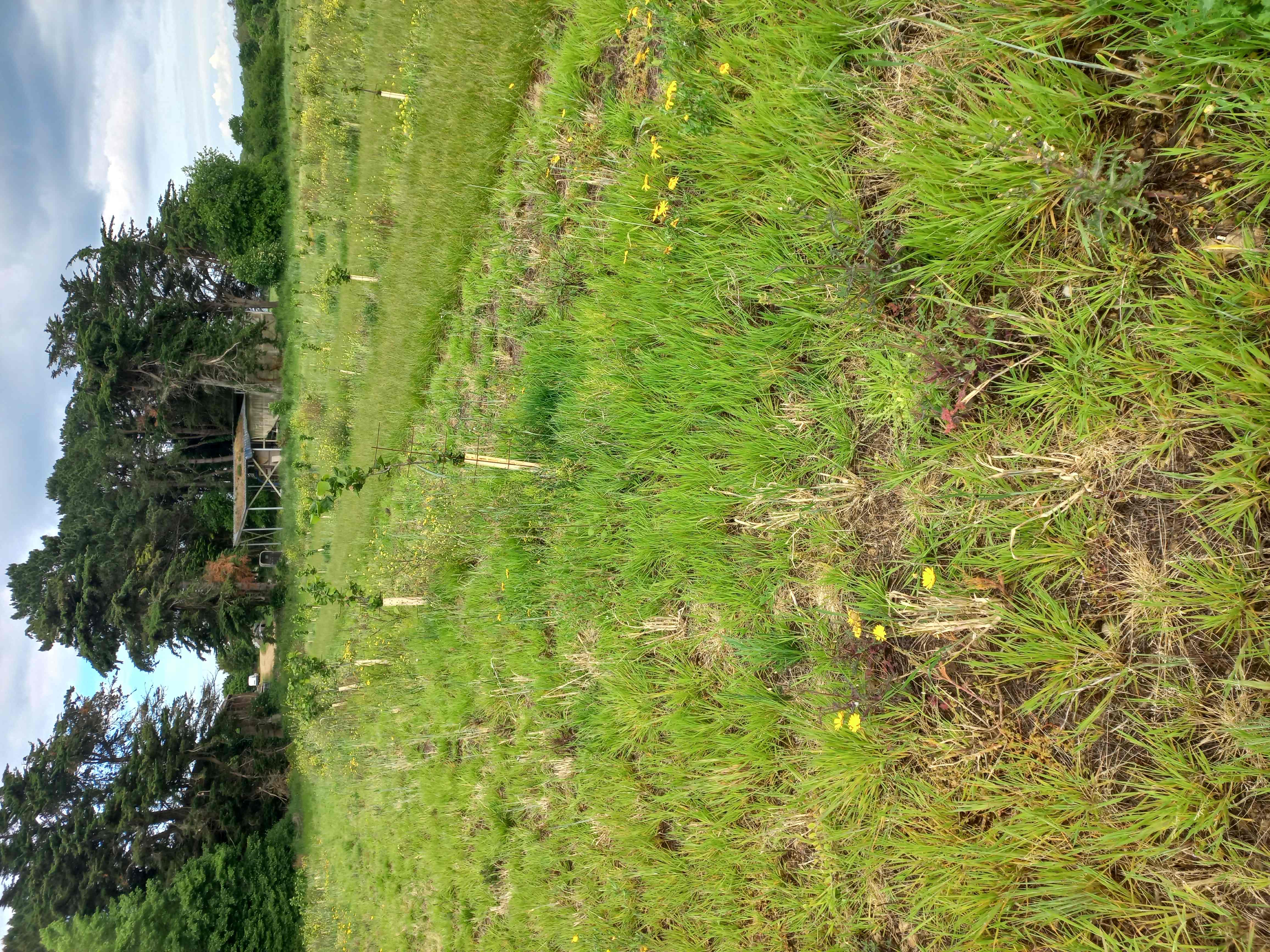 Plantation de 20,64 hectares de noisetiers à Plouha — 1