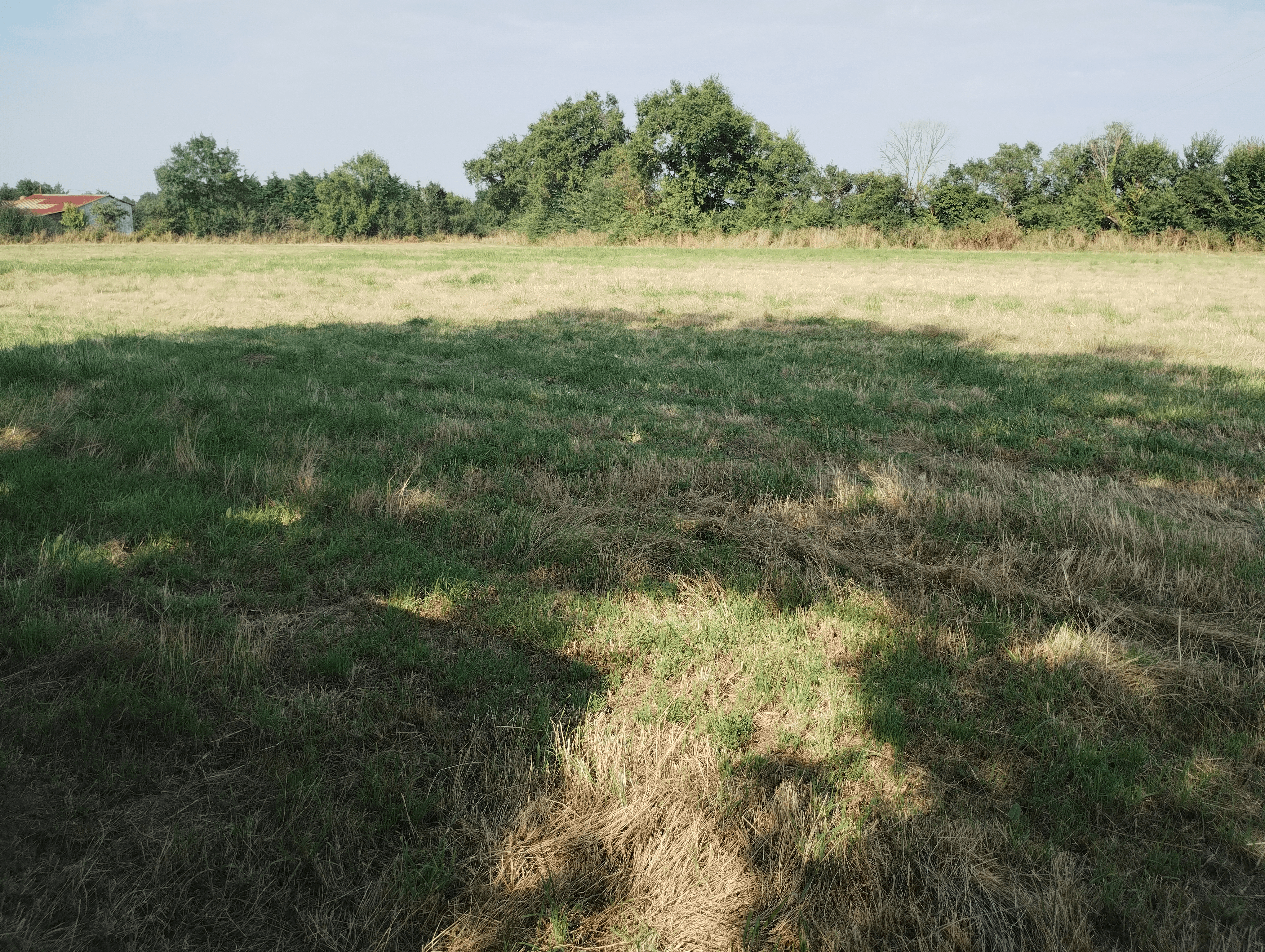 Nouveau boisement de 5,76 hectares à Mozé-sur-Louet — 1