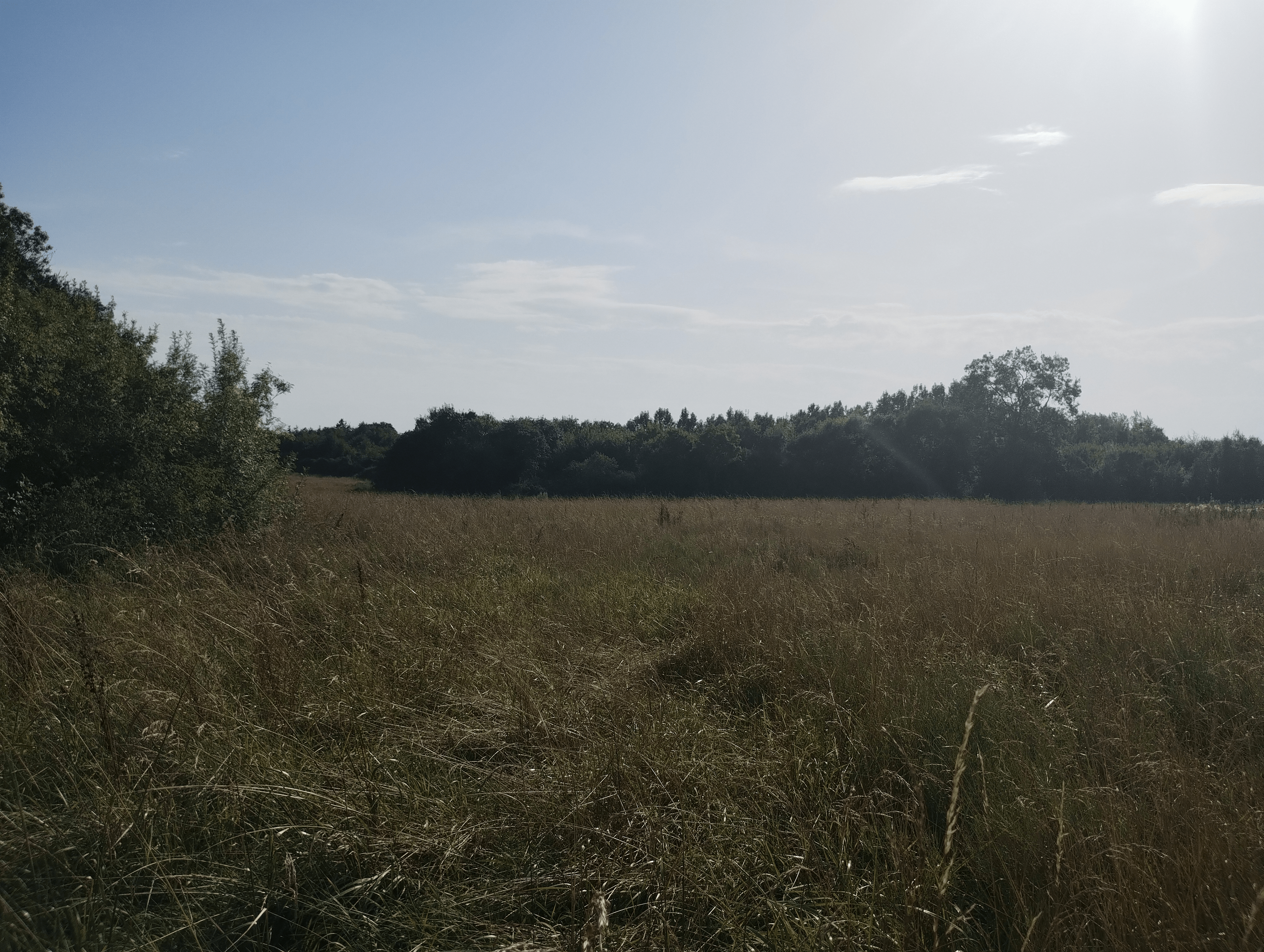 Nouveau boisement de 5,76 hectares à Mozé-sur-Louet