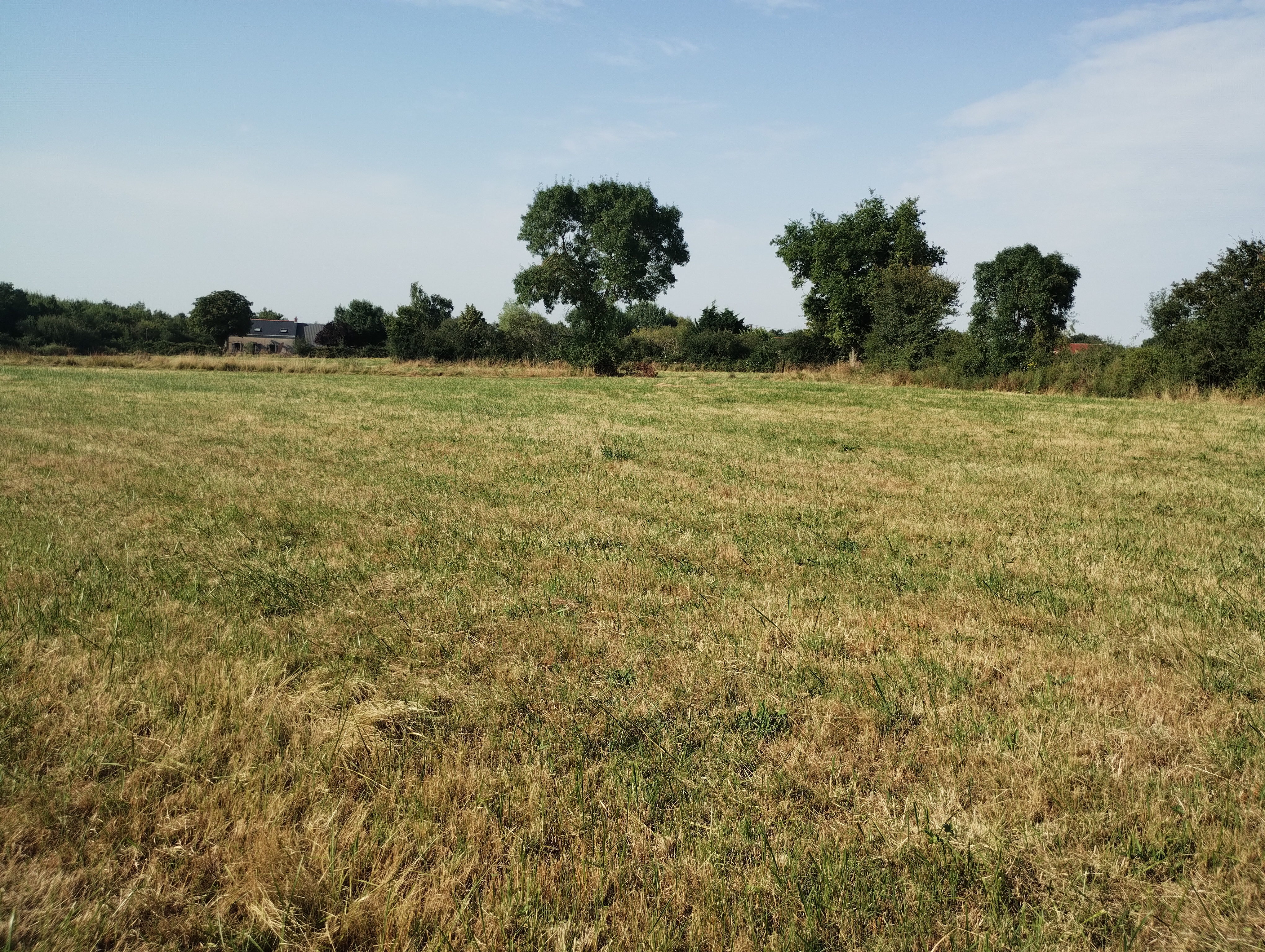 Nouveau boisement de 5,76 hectares à Mozé-sur-Louet — 2