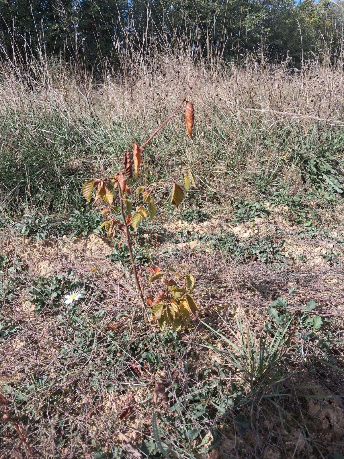 New afforestation of 5.76 hectares at Mozé-sur-Louet