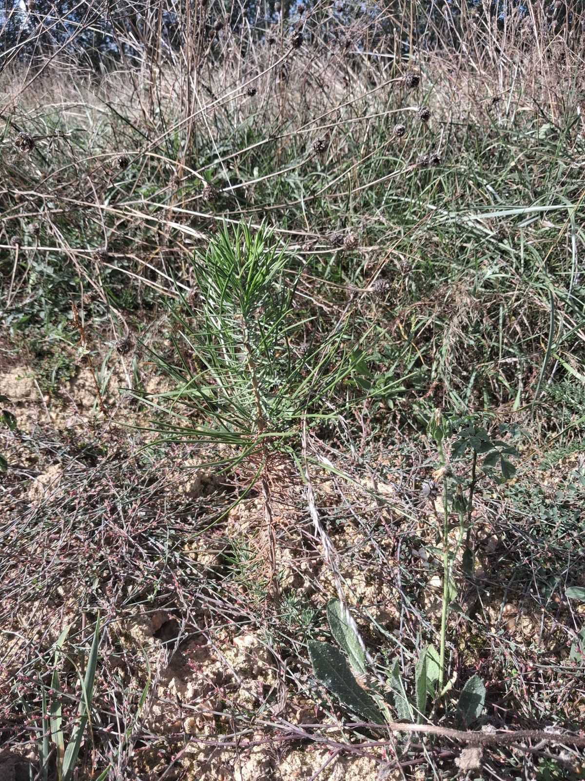 New afforestation of 5.76 hectares at Mozé-sur-Louet — 2