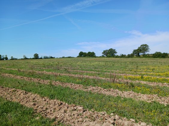 Boisement de 51,5 hectares dans la Vienne