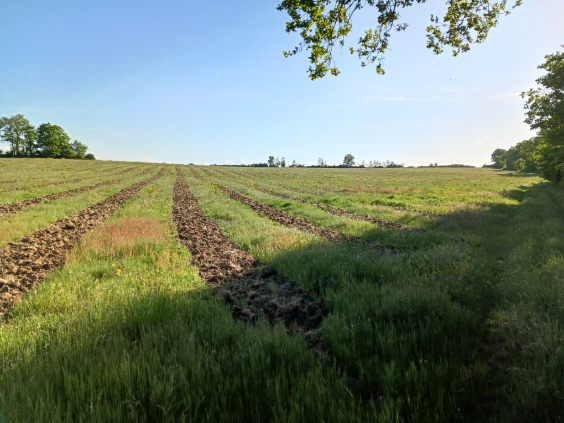 Boisement de 51,5 hectares dans la Vienne — 1
