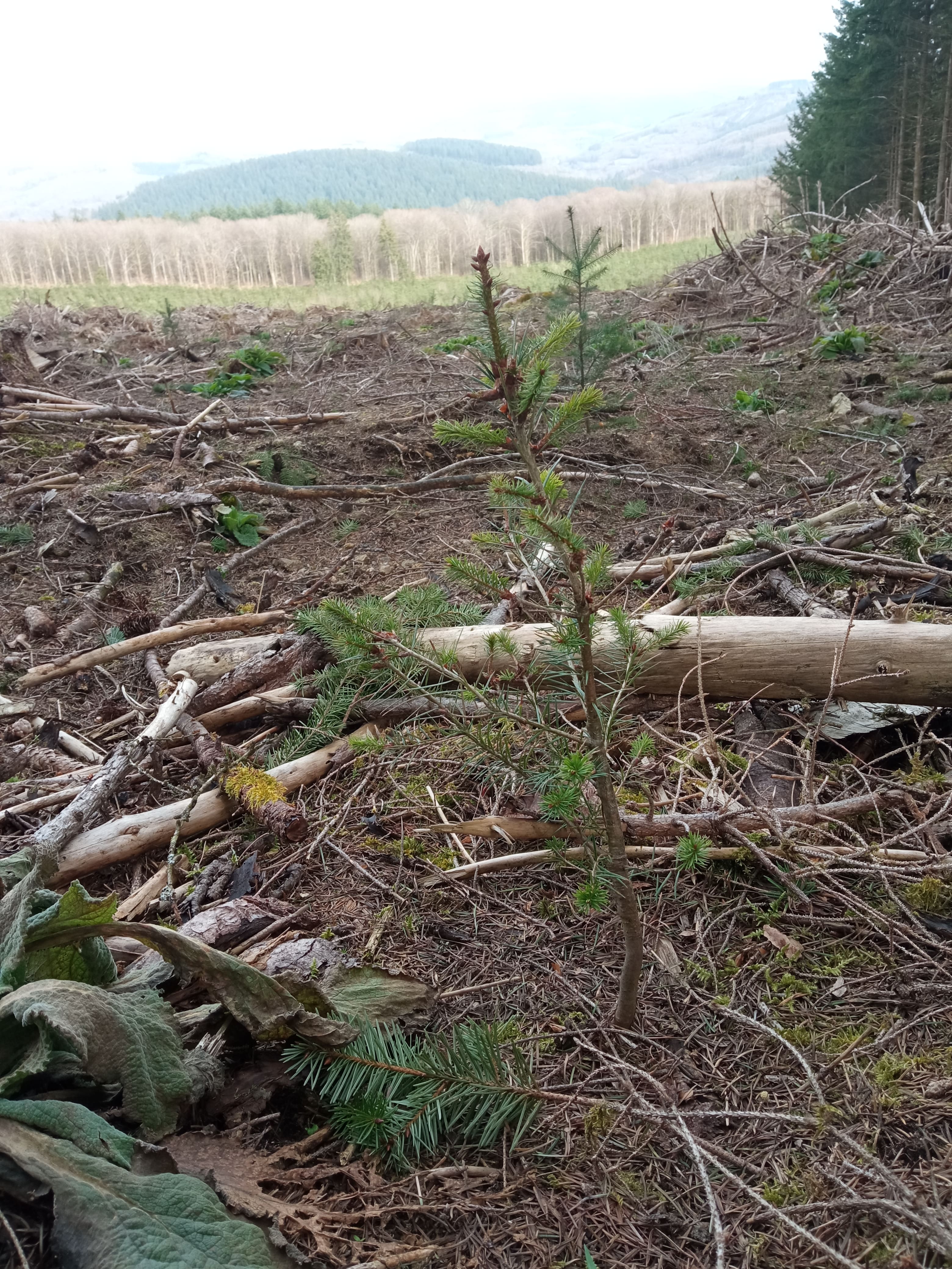 Reforestation of a dying forest in Arleuf