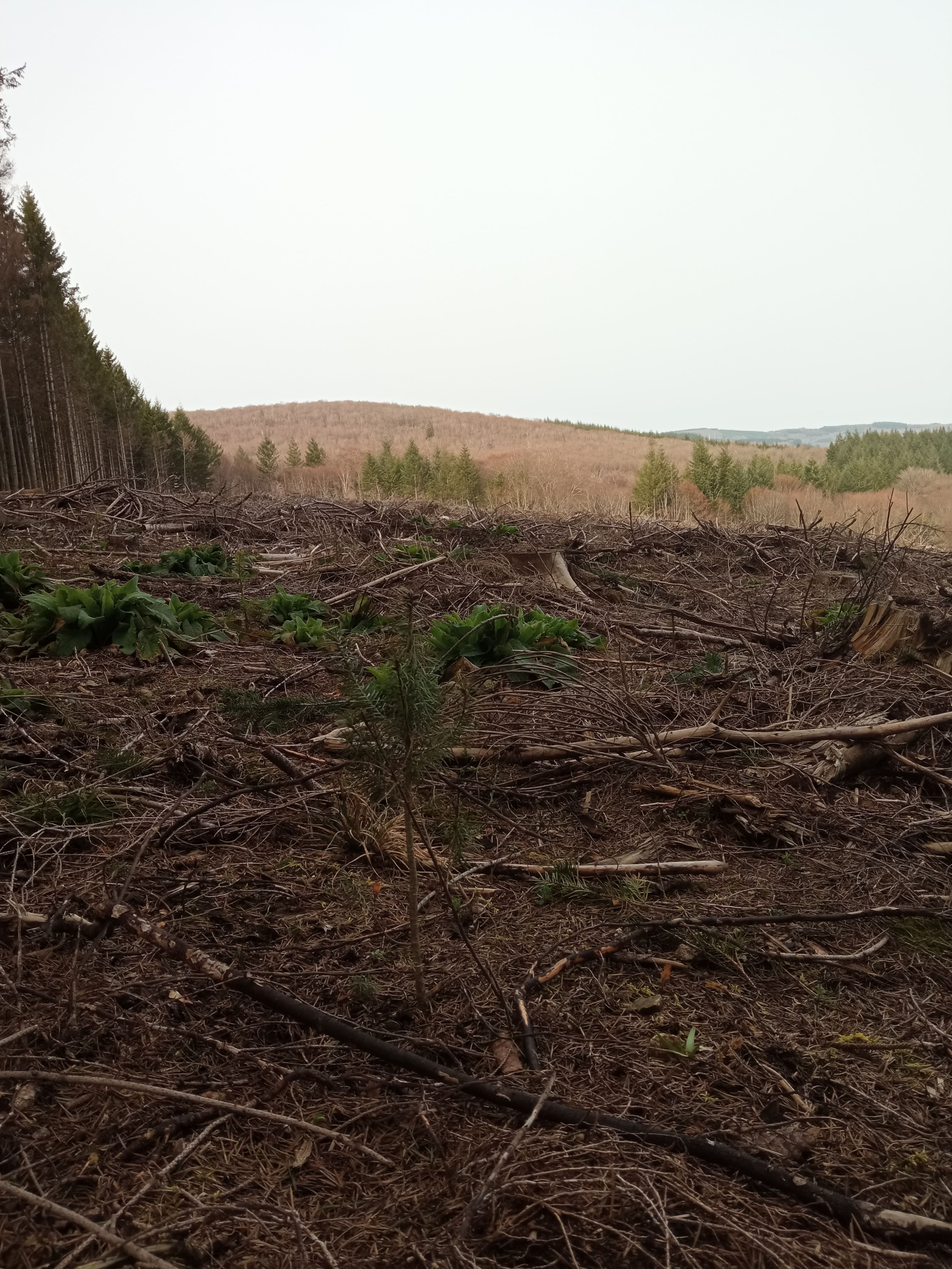 Reforestation of a dying forest in Arleuf — 1