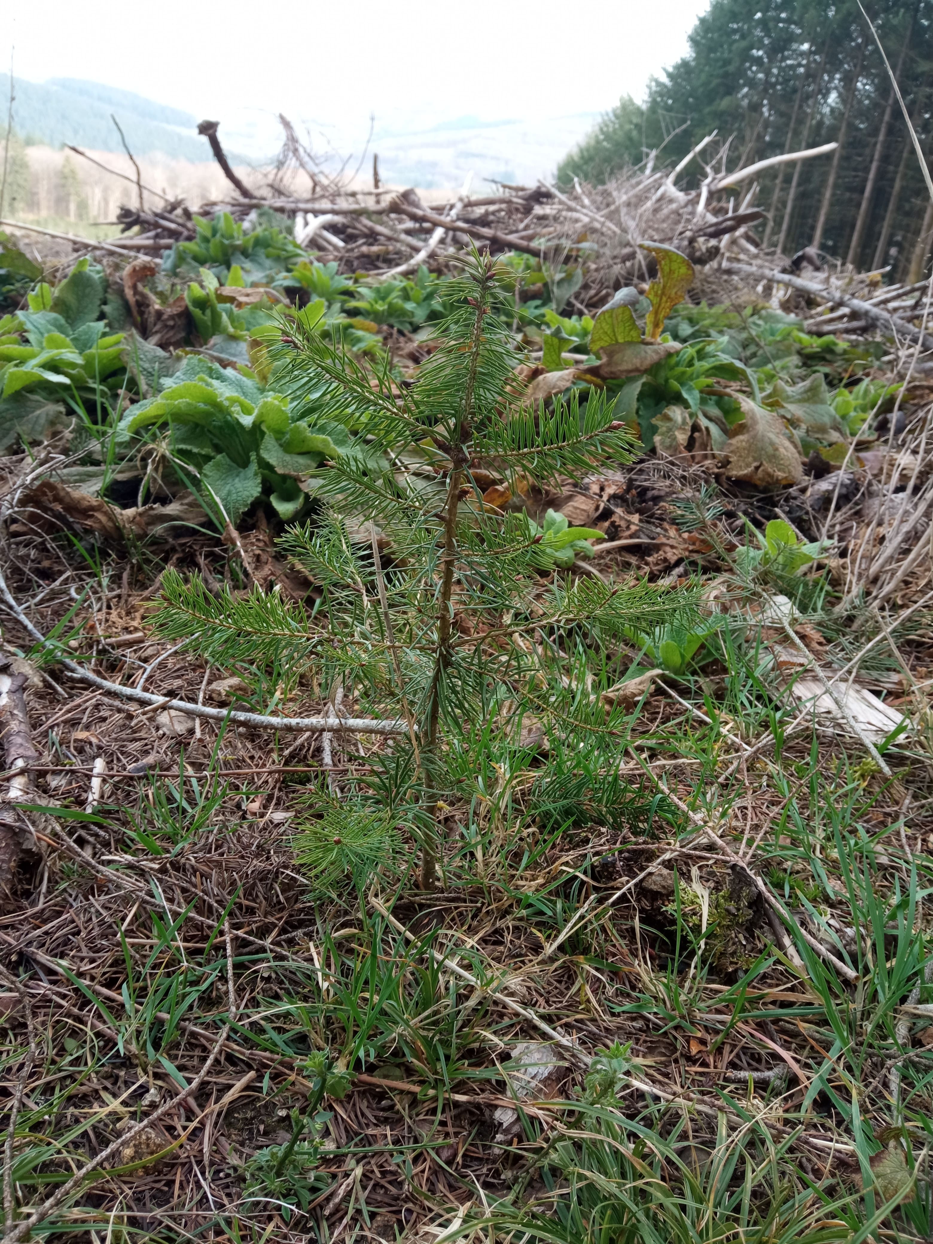 Reforestation of a dying forest in Arleuf — 2