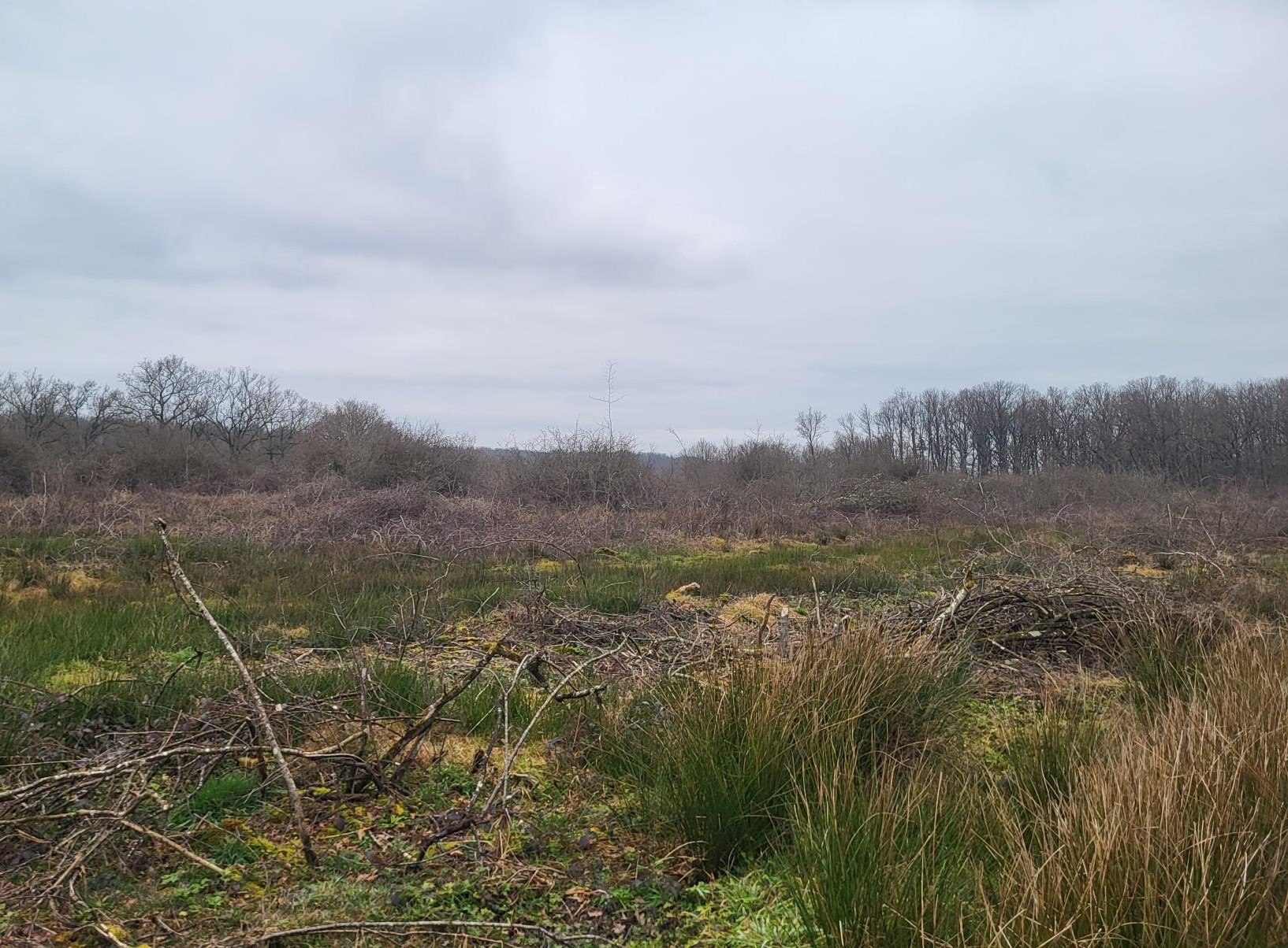 Reforestation of a dying forest in Mercy — 1