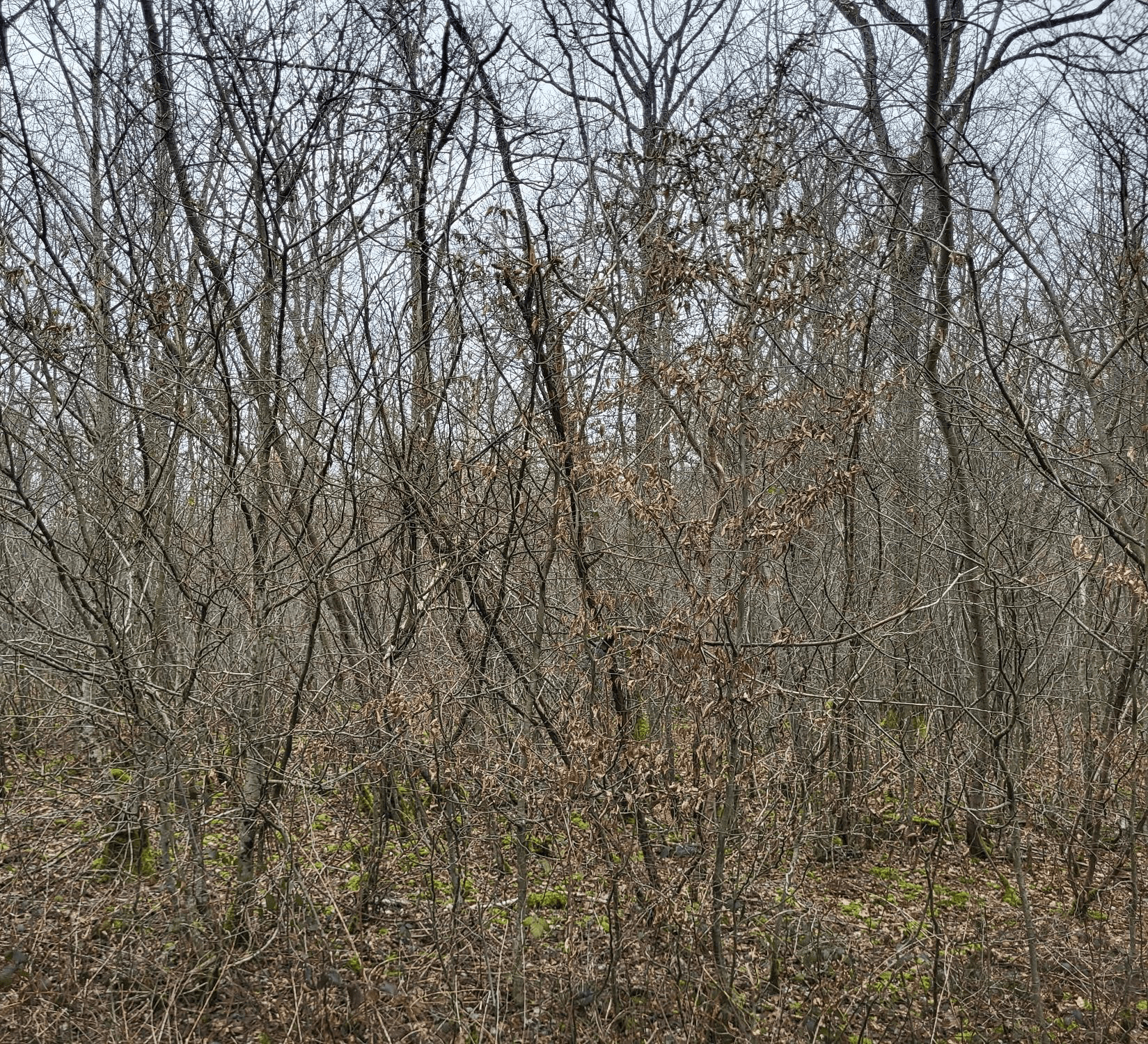 Reforestation of a dying forest in Mercy — 2