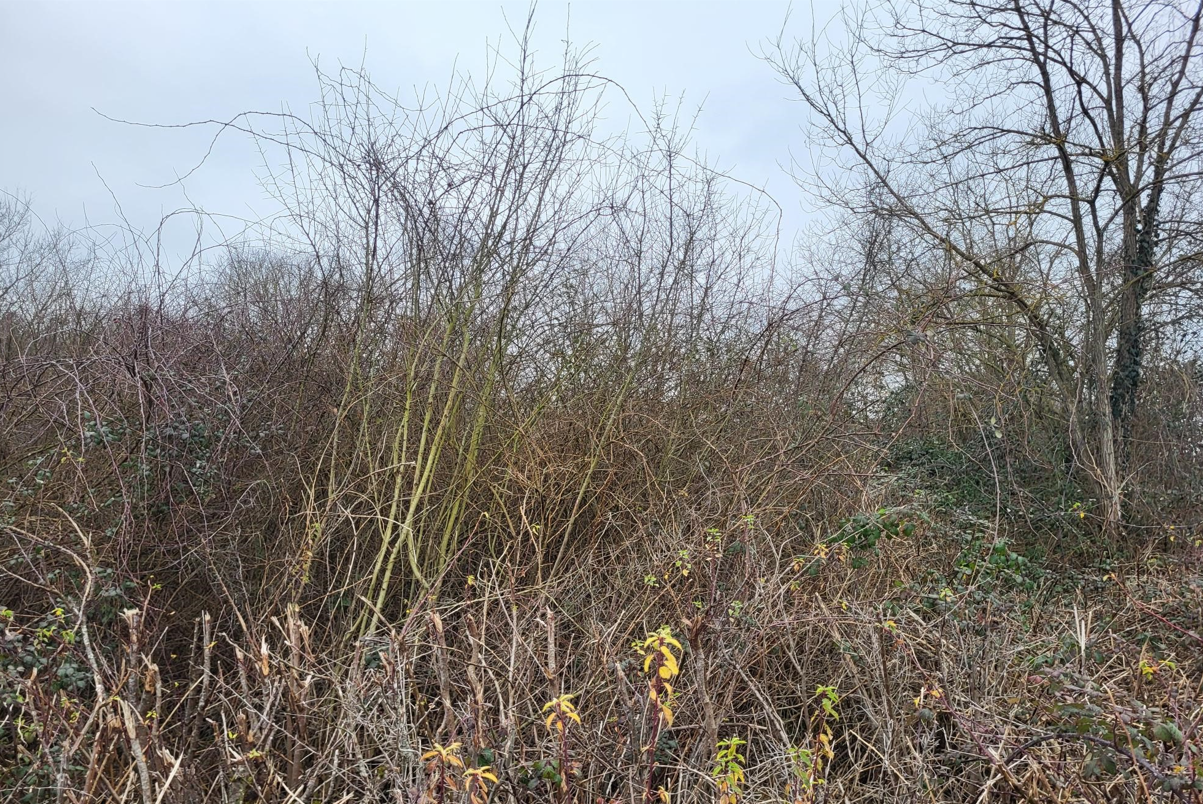 Reforestation of a dying forest in Mercy
