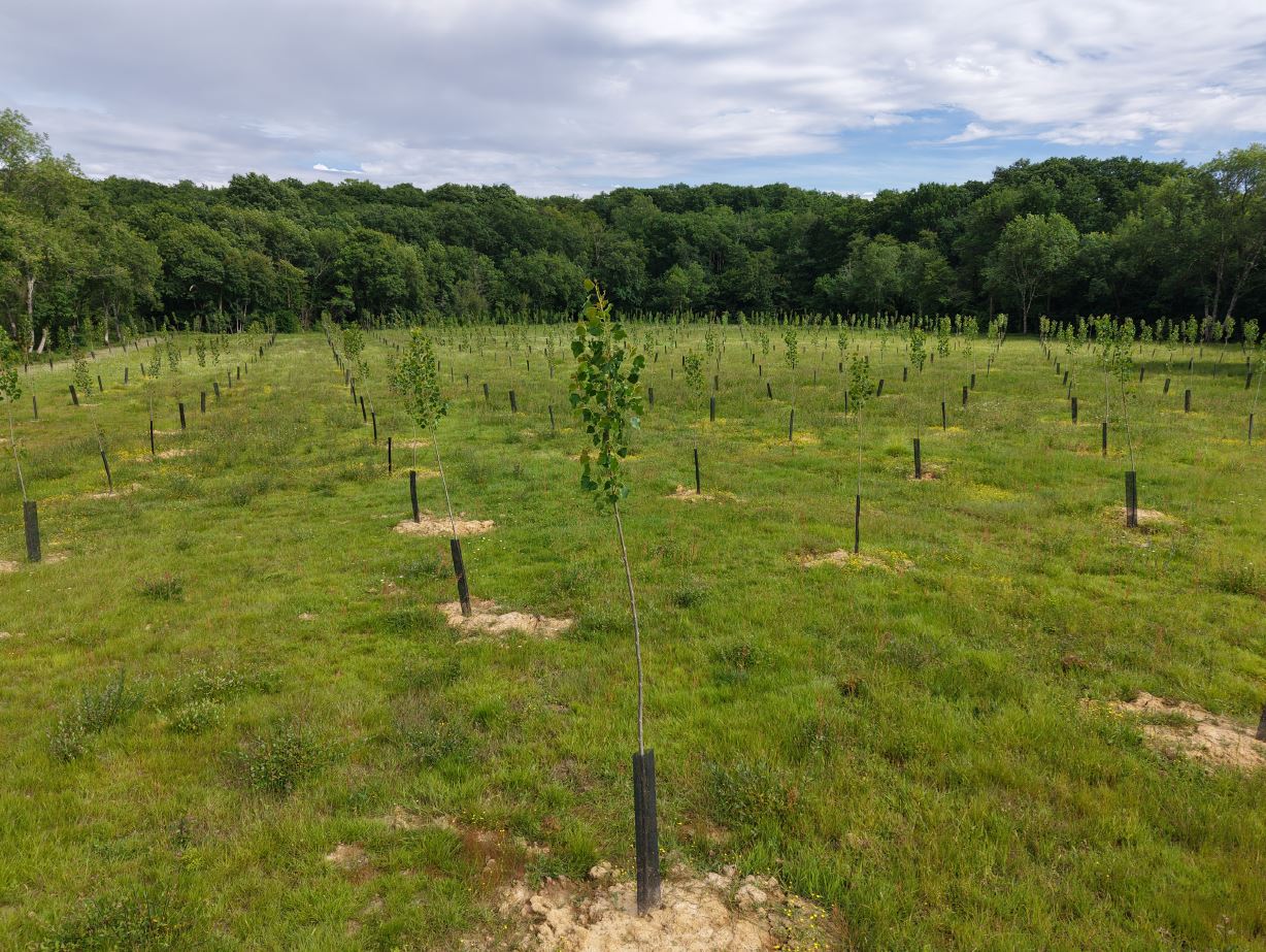 Création de 6,4 hectares de forêt à Parleboscq