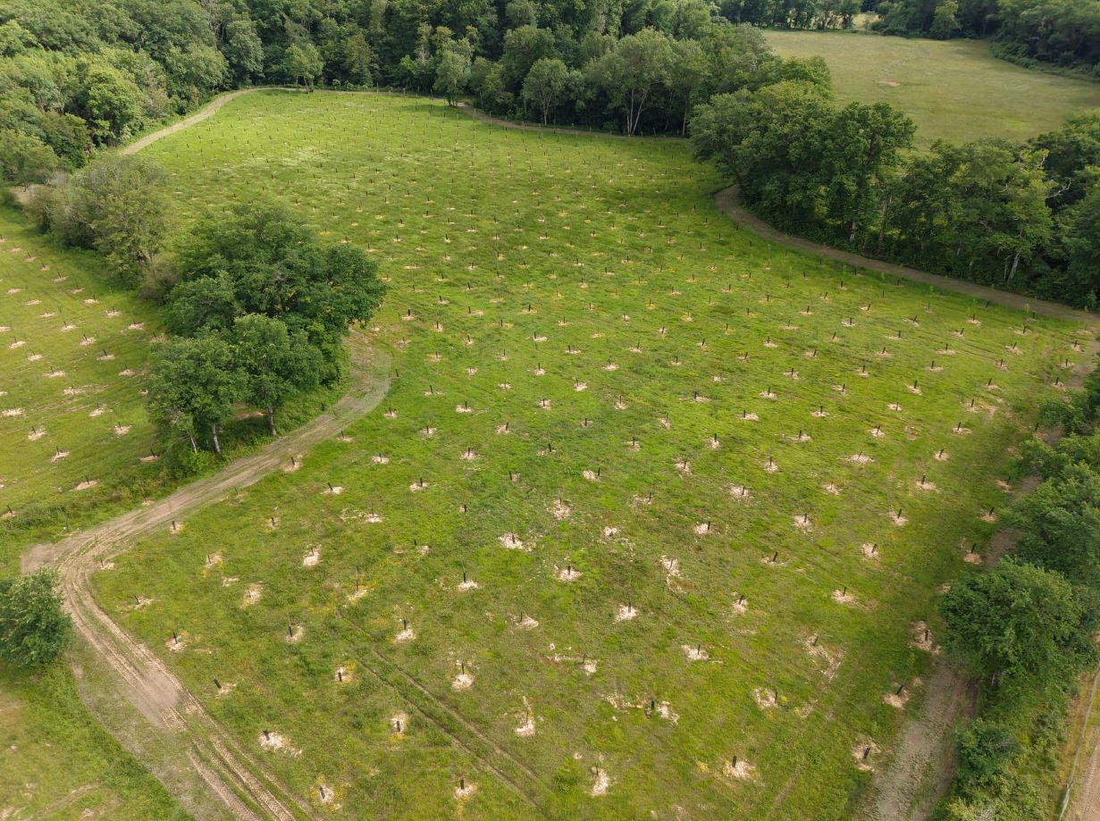 Création de 6,4 hectares de forêt à Parleboscq — 1