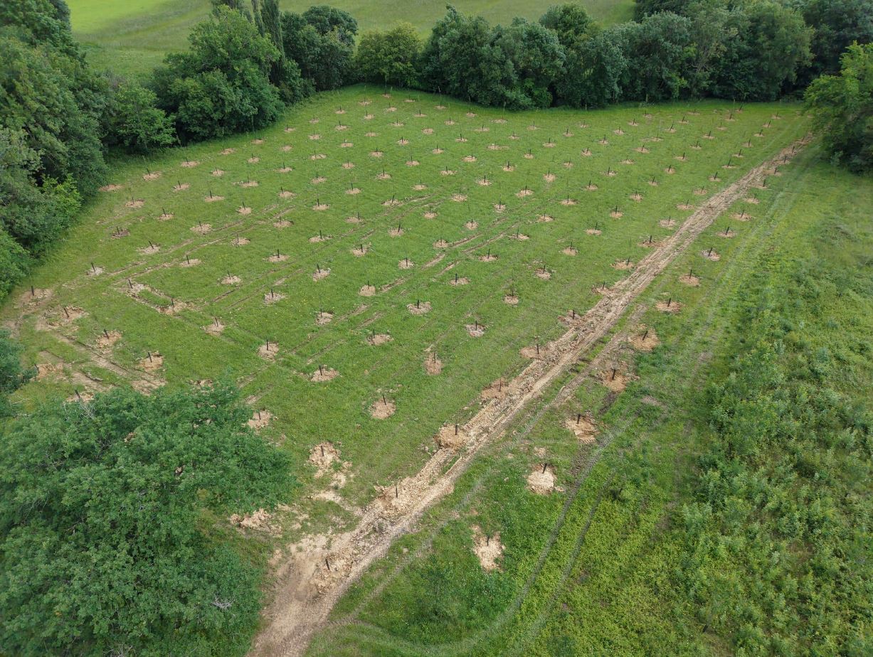 Création de 6,4 hectares de forêt à Parleboscq — 2