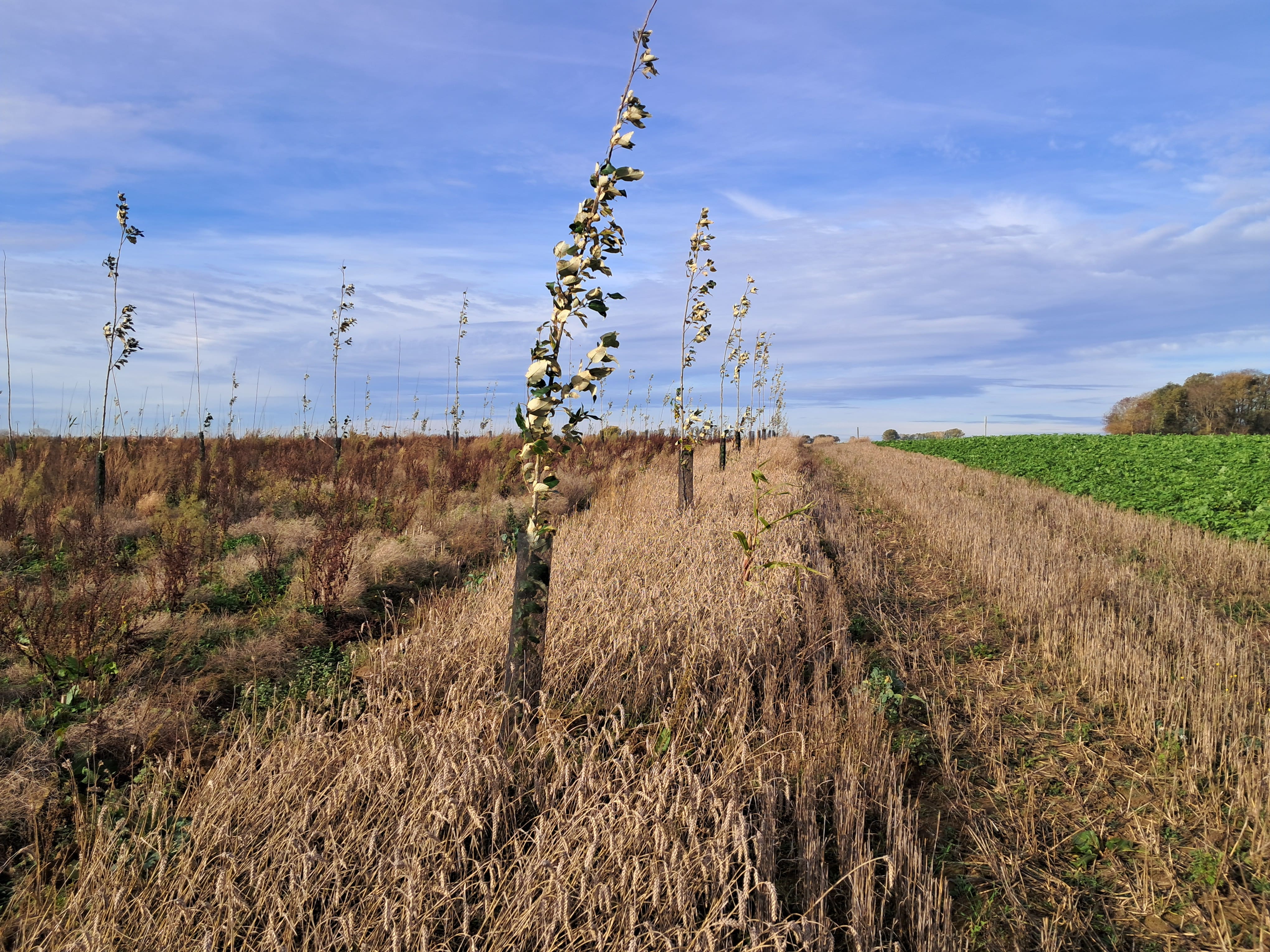 Nouveau boisement à Vendegies-sur-Ecaillon