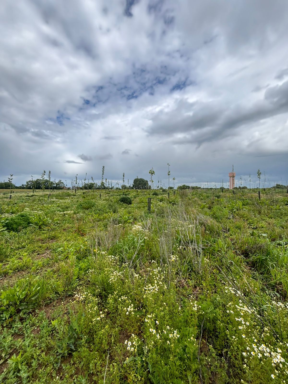 Nouveau boisement à Vendegies-sur-Ecaillon — 2