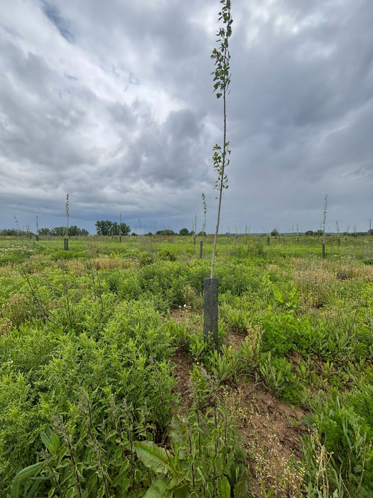 Nouveau boisement à Vendegies-sur-Ecaillon — 1