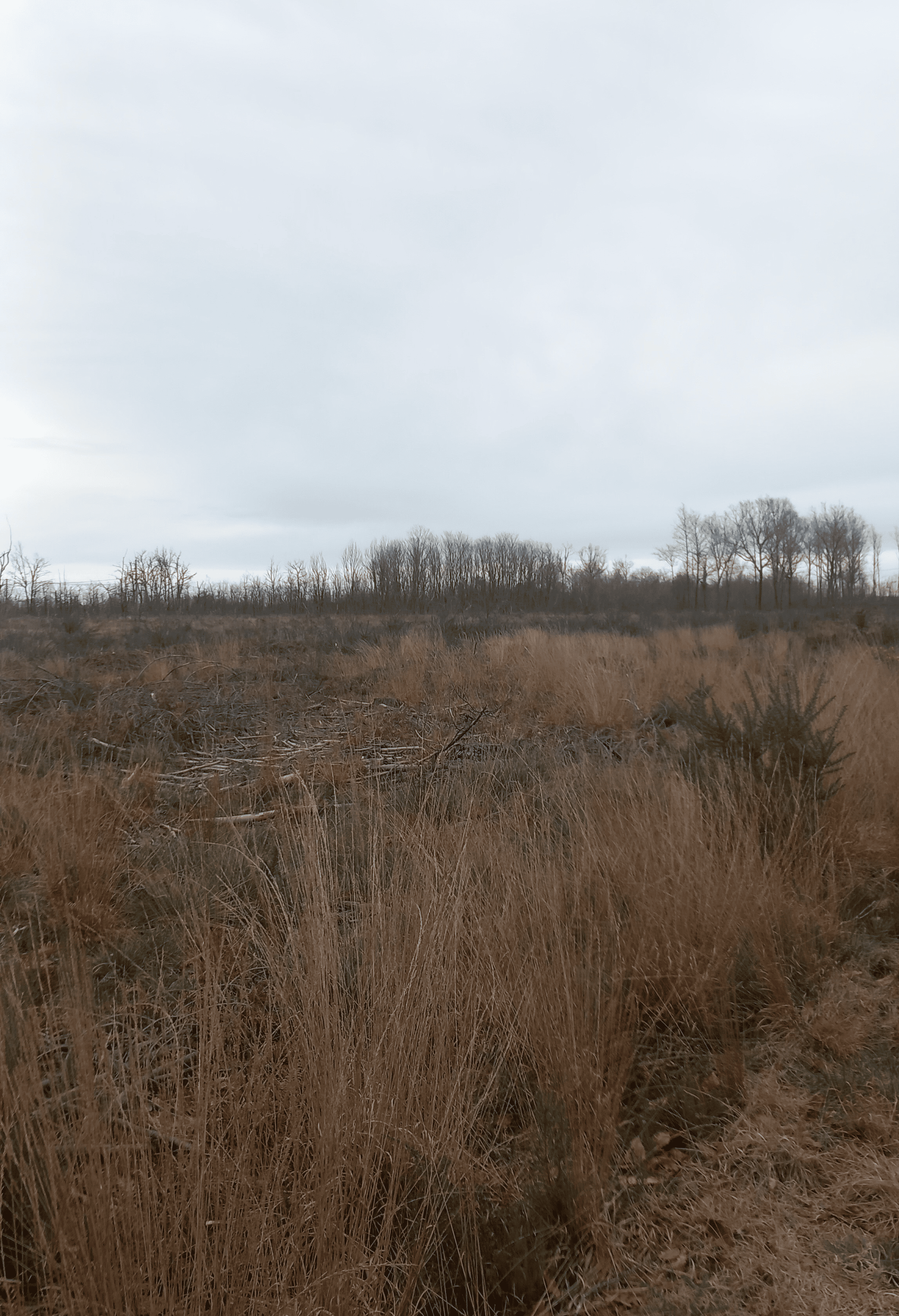 Reboisement de 2,3 hectares de forêts incendiées à Saumos