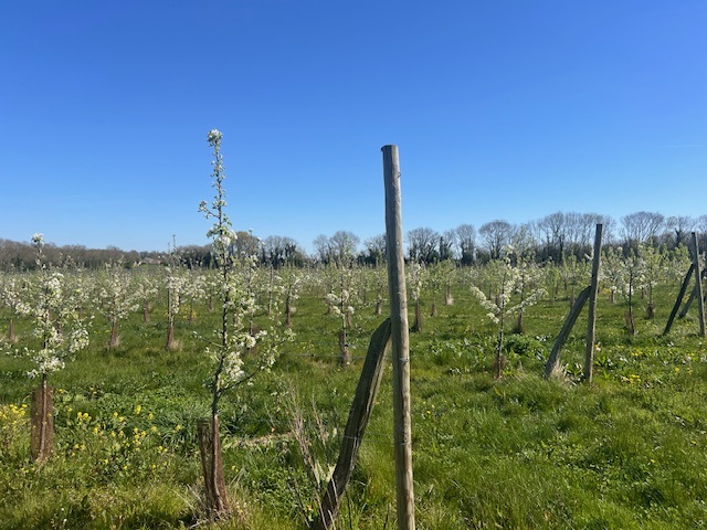 Nouveau verger de poiriers au Domaine de la Flaguerie — 2