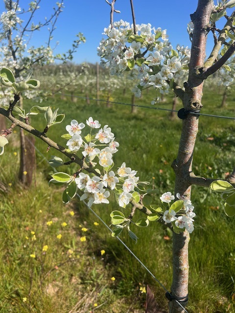 Nouveau verger de poiriers au Domaine de la Flaguerie — 1