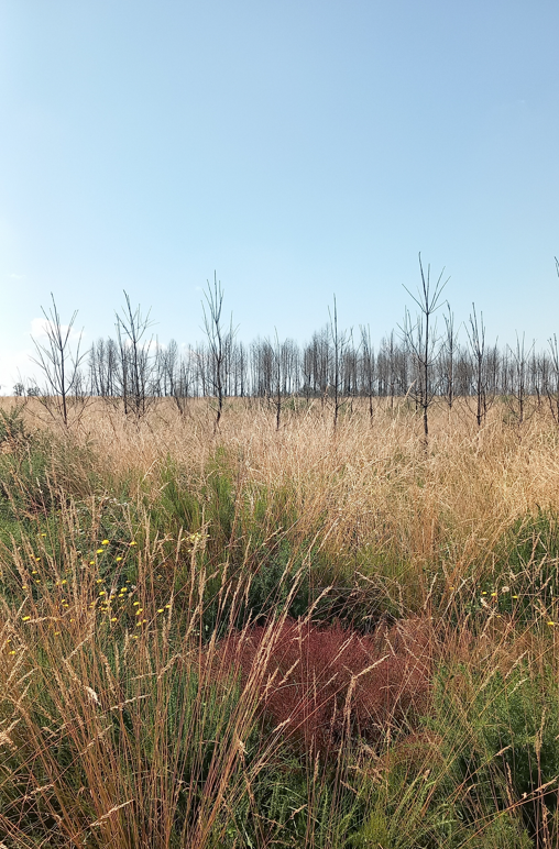 Reforestation of 23.04 hectares in Landiras — 1