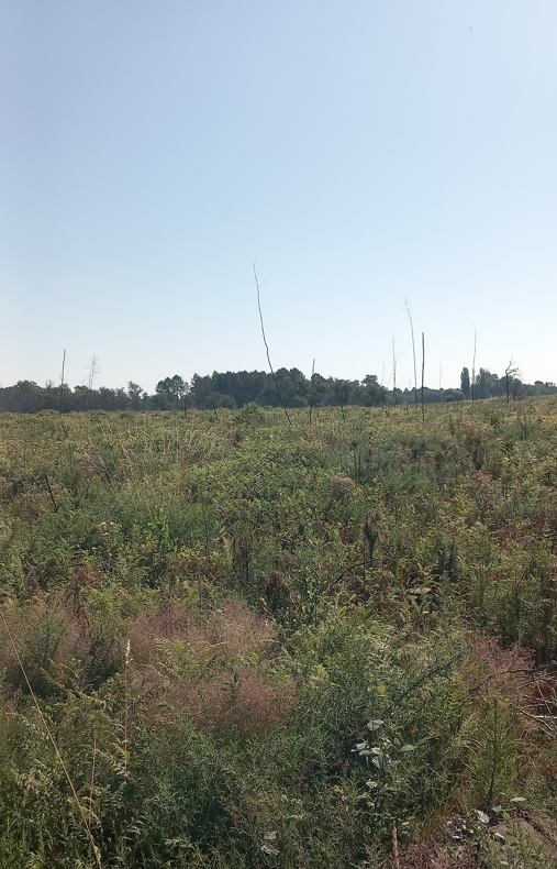 Reforestation of 23.04 hectares in Landiras — 2