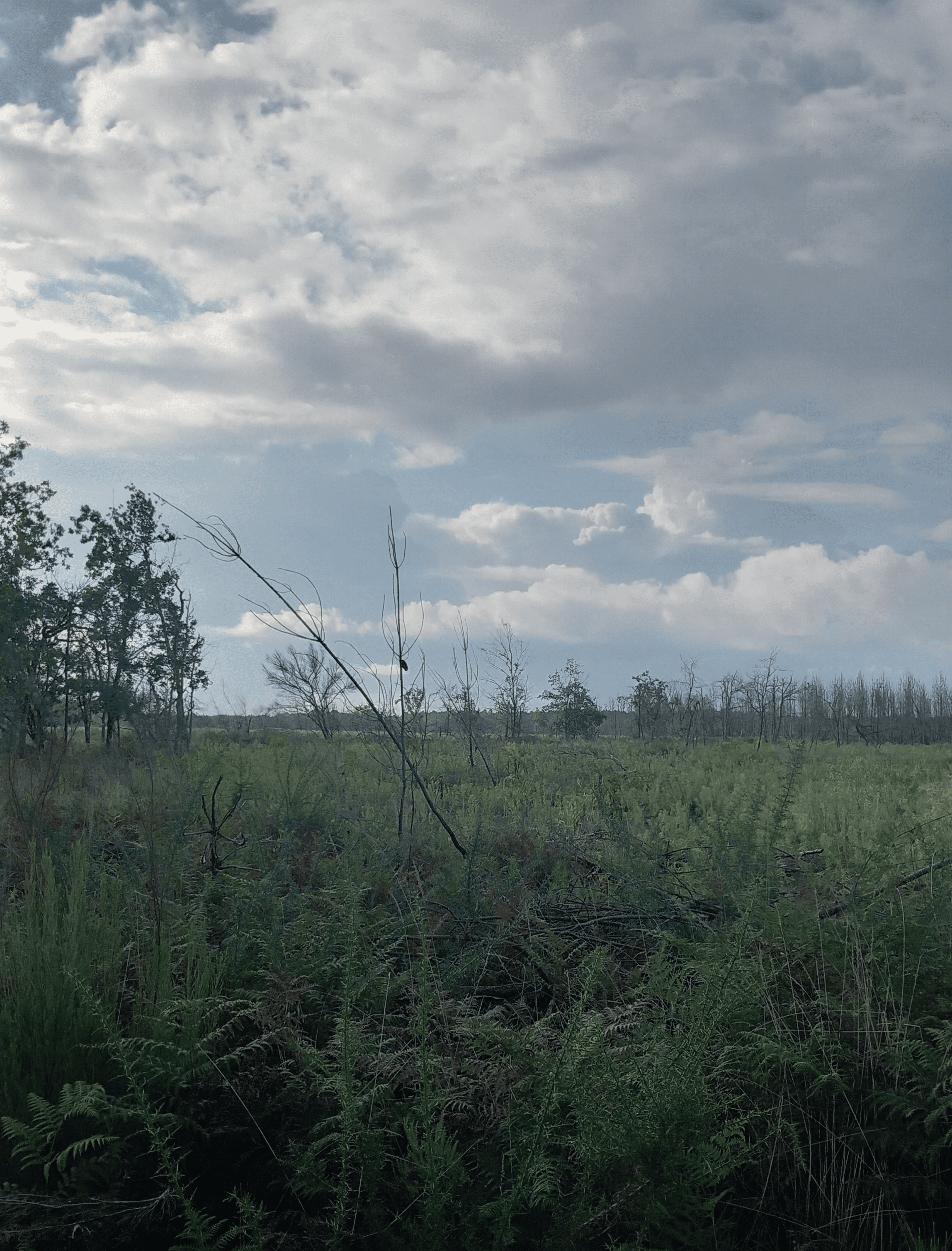 Reforestation of 3.31 hectares in Arès — 1