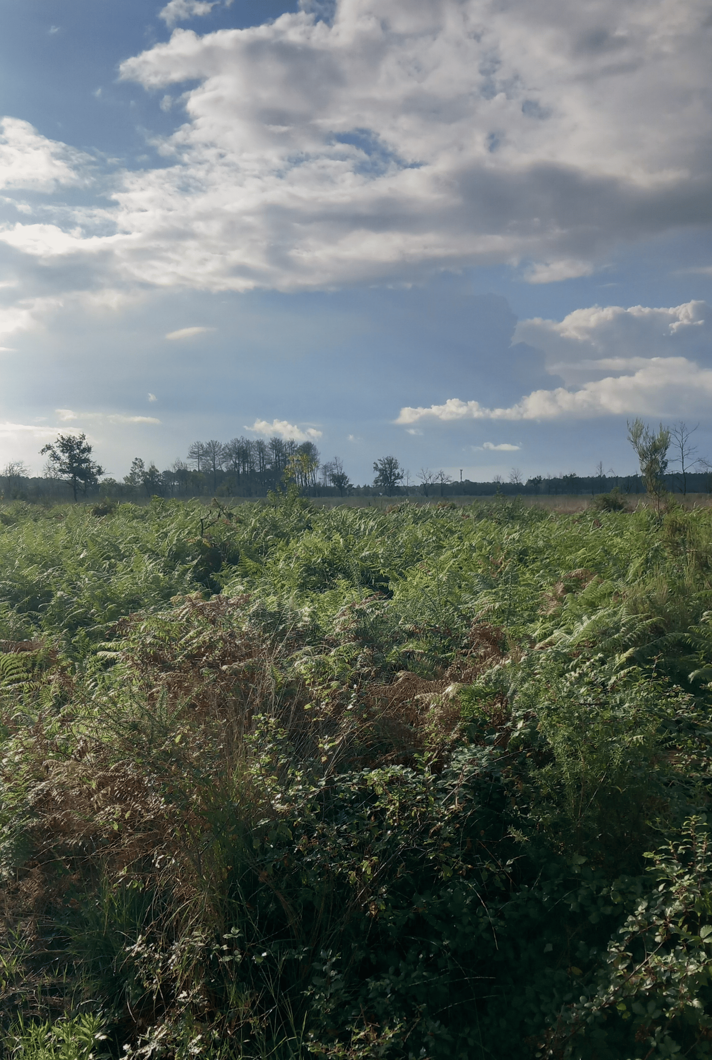 Reforestation of 3.31 hectares in Arès
