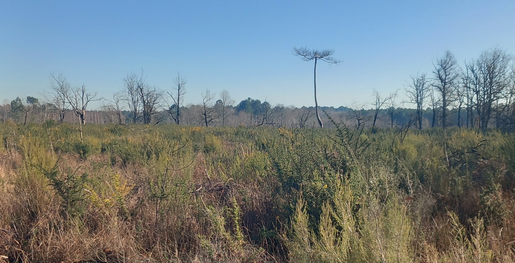 Reboisement en Gironde après les incendies de l'été 2022 — 2