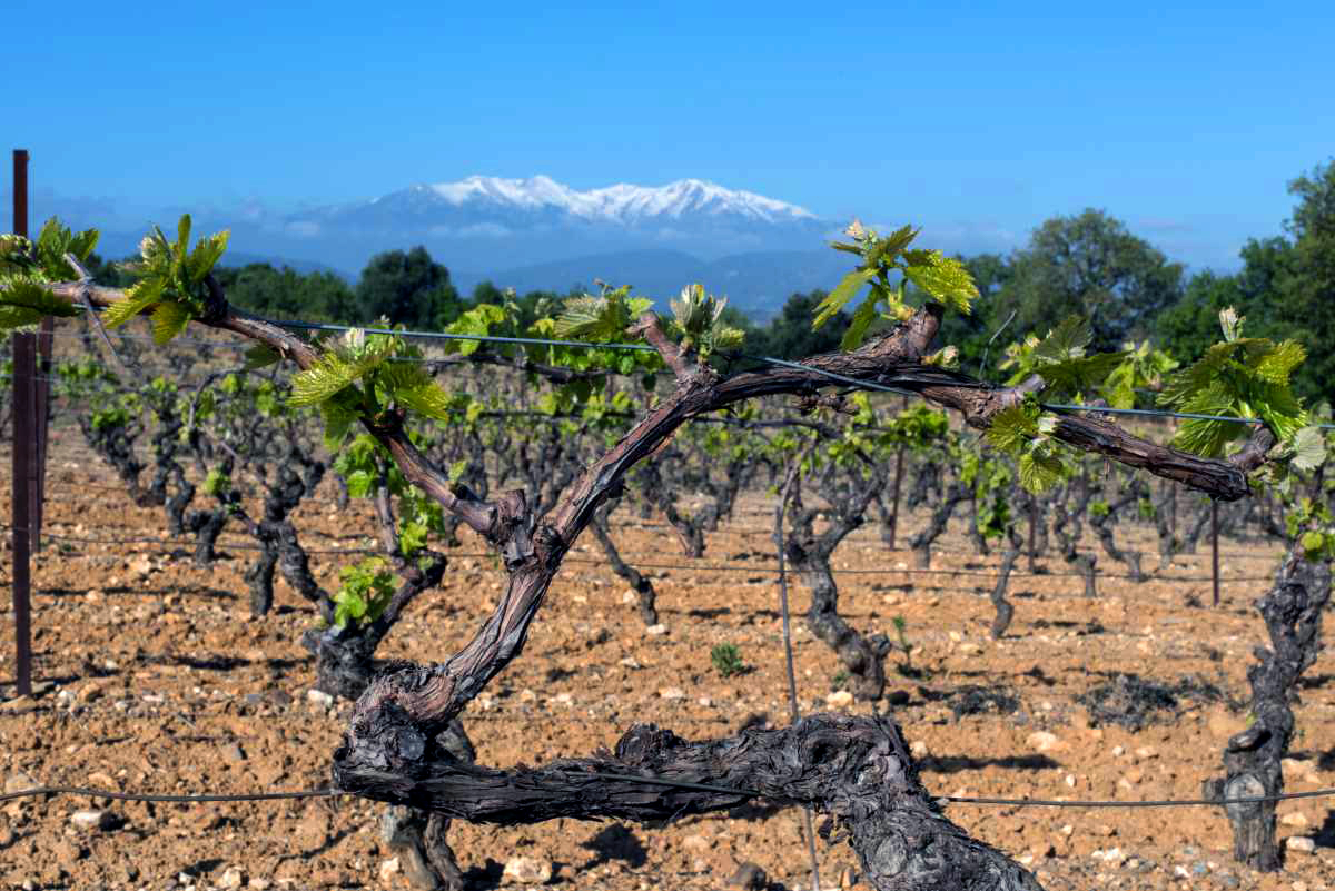 Valorisation des ceps de vignes à Trouillas